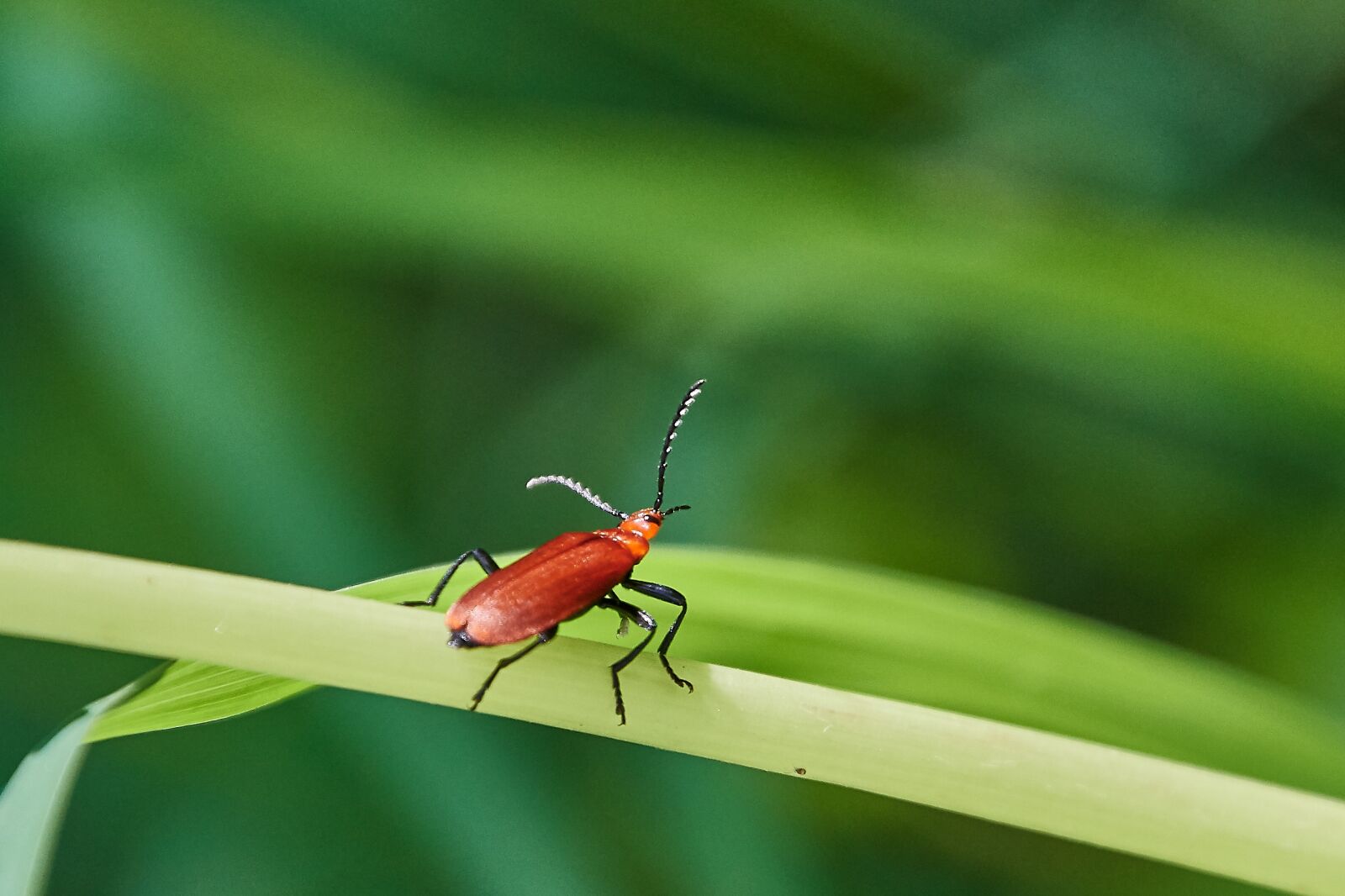 Nikon D500 sample photo. Beetle, red, plant photography