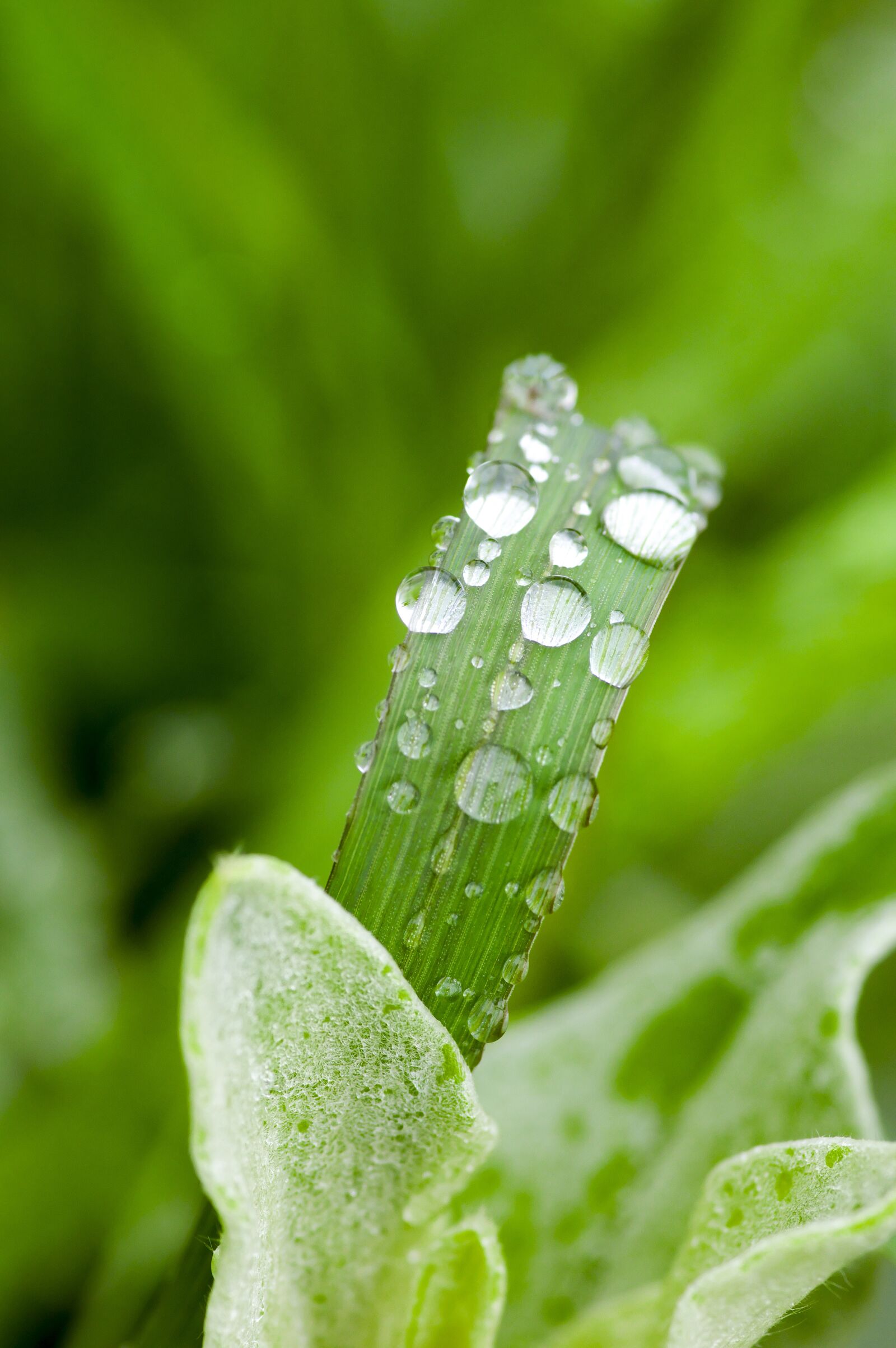Pentax K-3 sample photo. Weed, drop of water photography