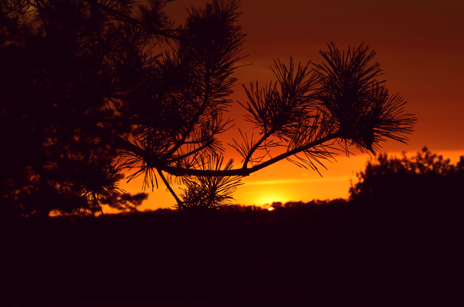 Nikon D5100 sample photo. Silhouette, photography, of, a photography