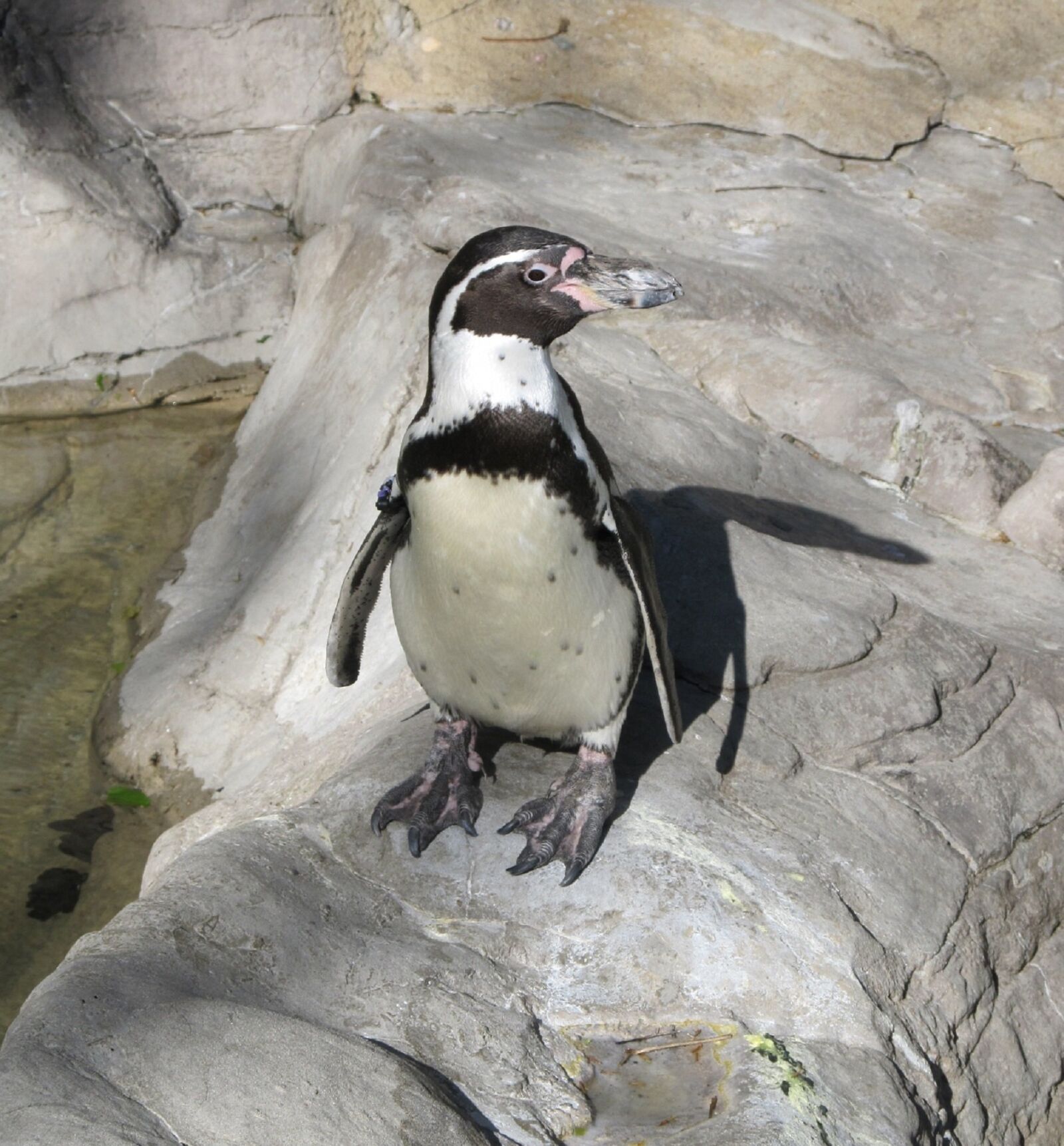 Canon PowerShot SX130 IS sample photo. Penguin, humboldt penguin, cute photography