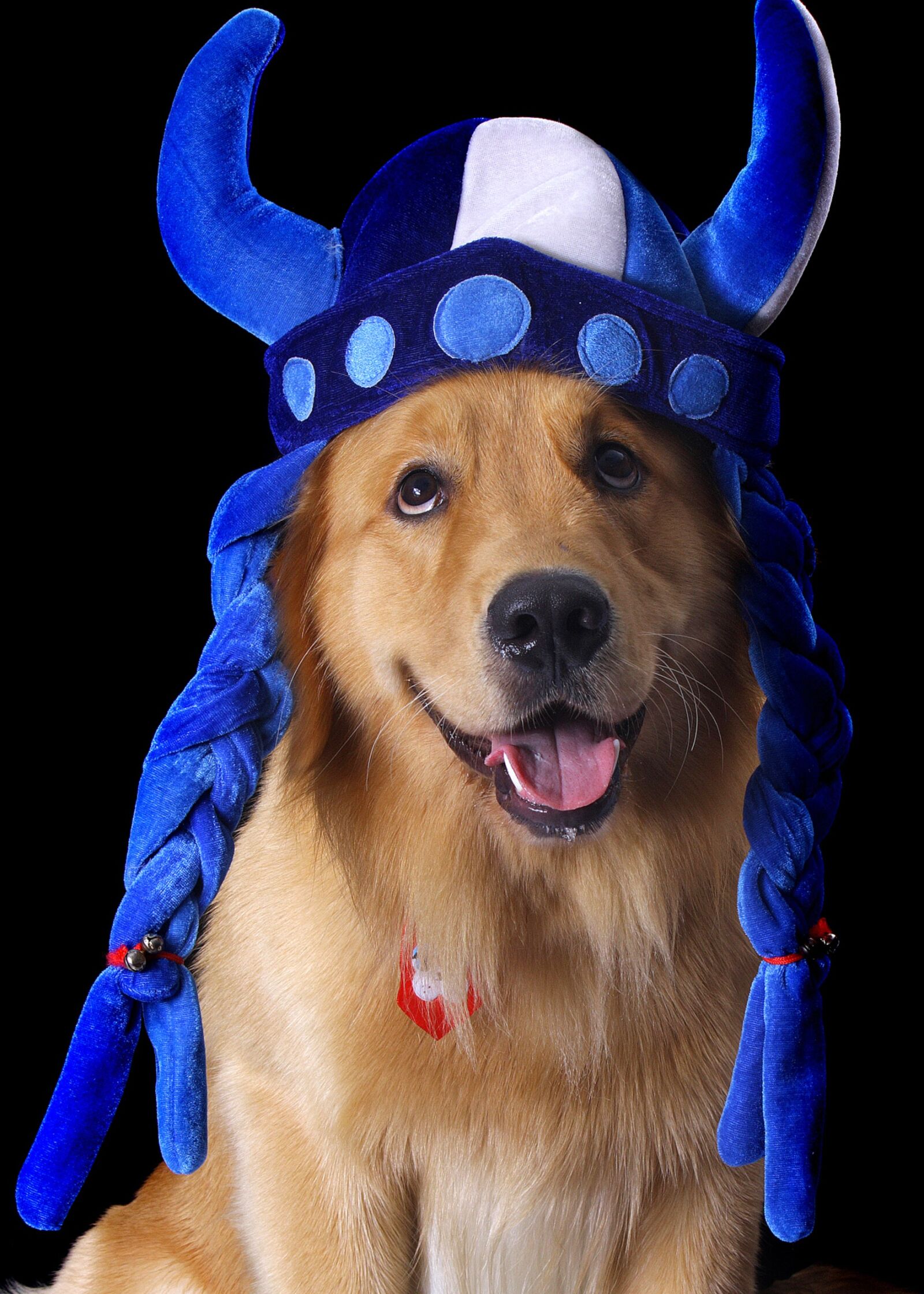 Canon EOS 40D sample photo. Pet, golden, production photography