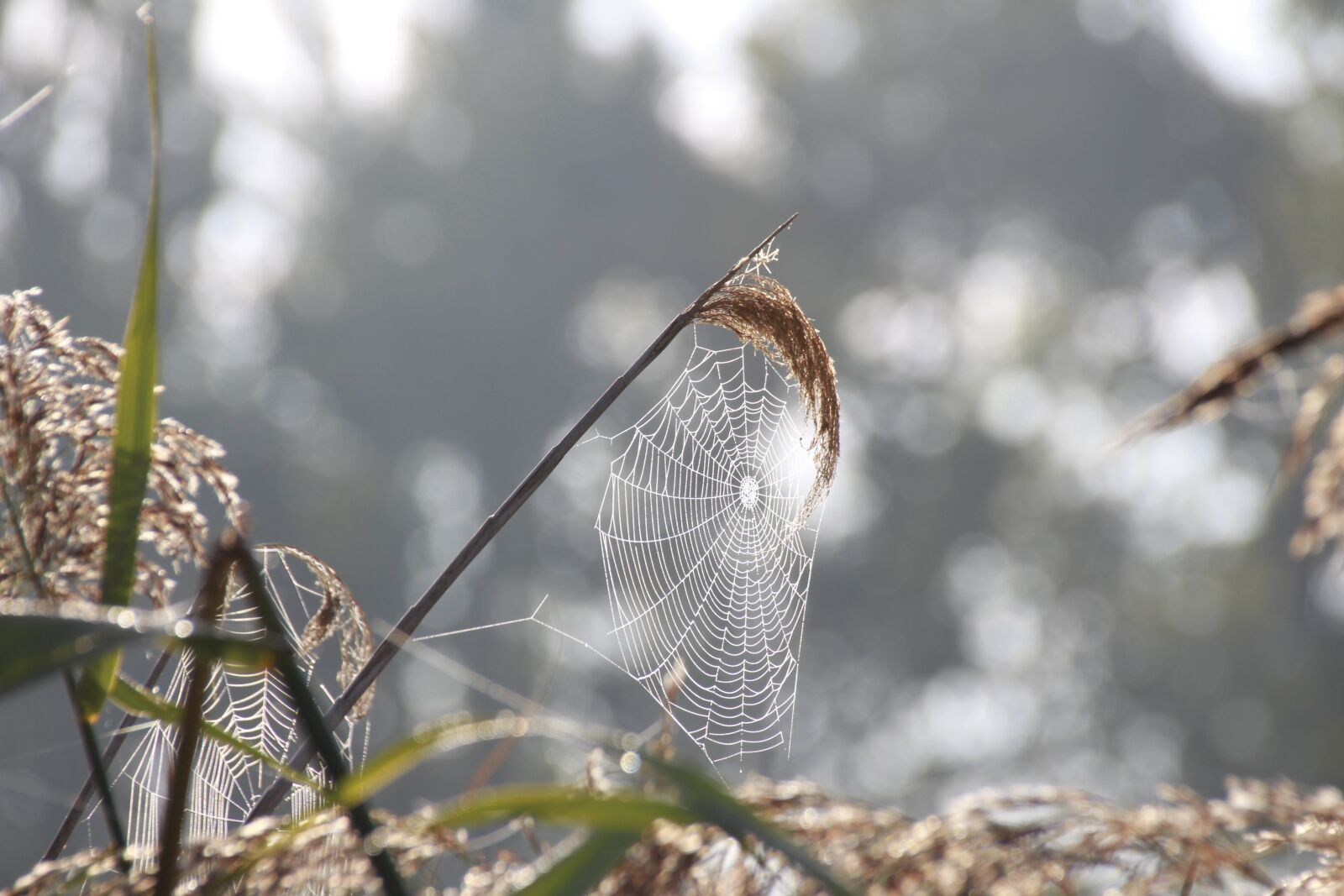 Canon EOS 700D (EOS Rebel T5i / EOS Kiss X7i) sample photo. Morning, cobweb, web photography