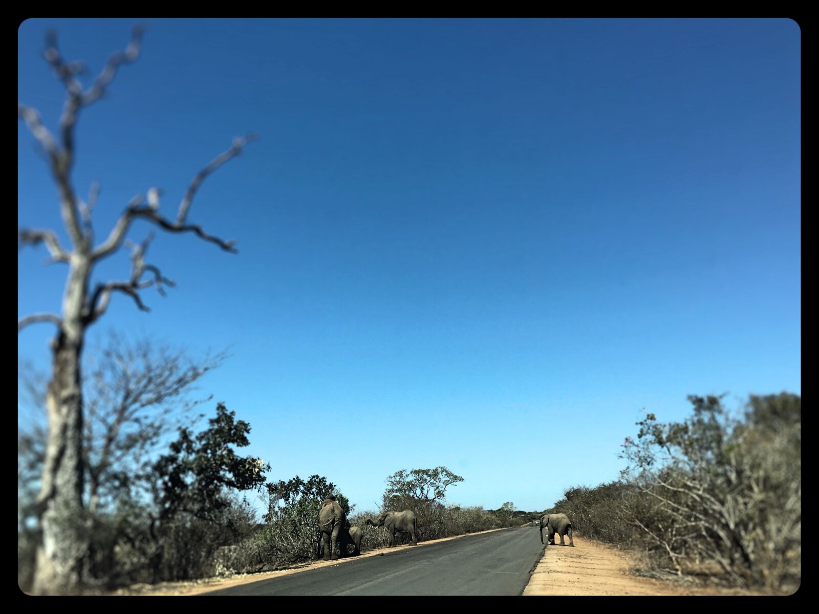 Apple iPhone 6s sample photo. Africa, blue, elephant, kruger photography