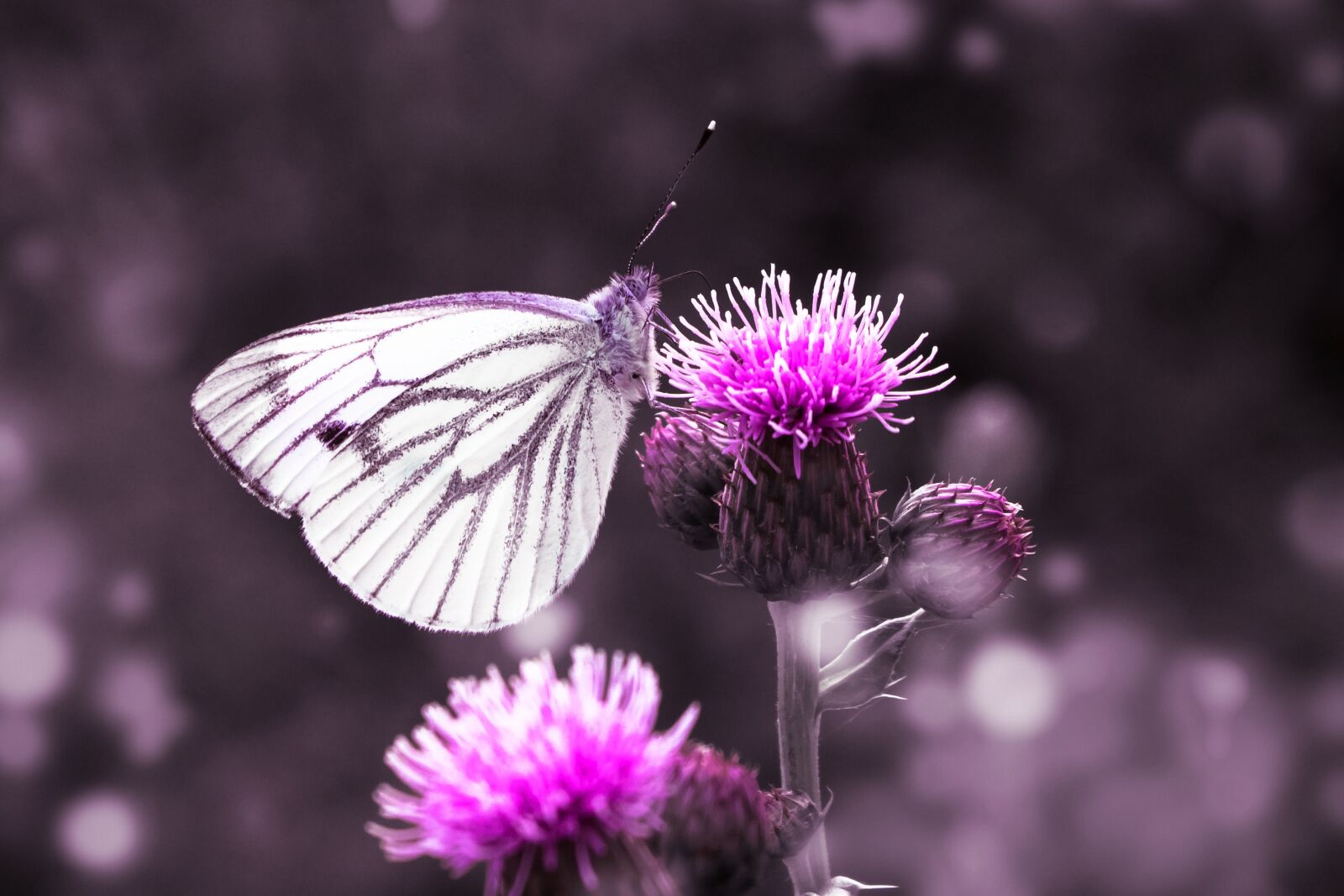 Canon EOS 750D (EOS Rebel T6i / EOS Kiss X8i) sample photo. Butterfly, away, animal photography