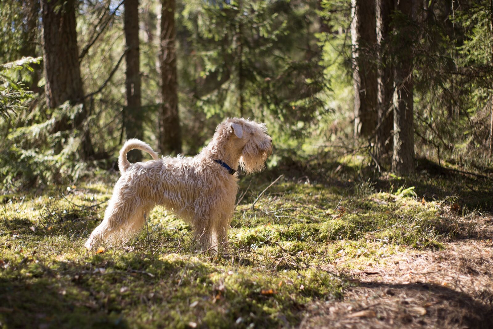Canon EOS 6D sample photo. Animal, dog, canine photography