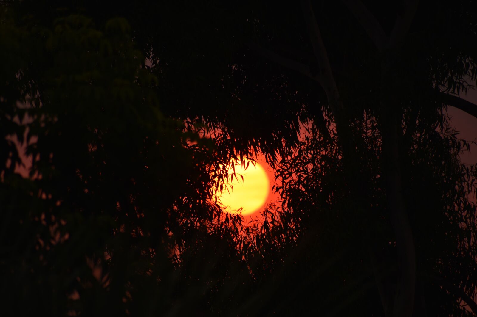 Nikon D3500 sample photo. Sun, heat wave, summer photography