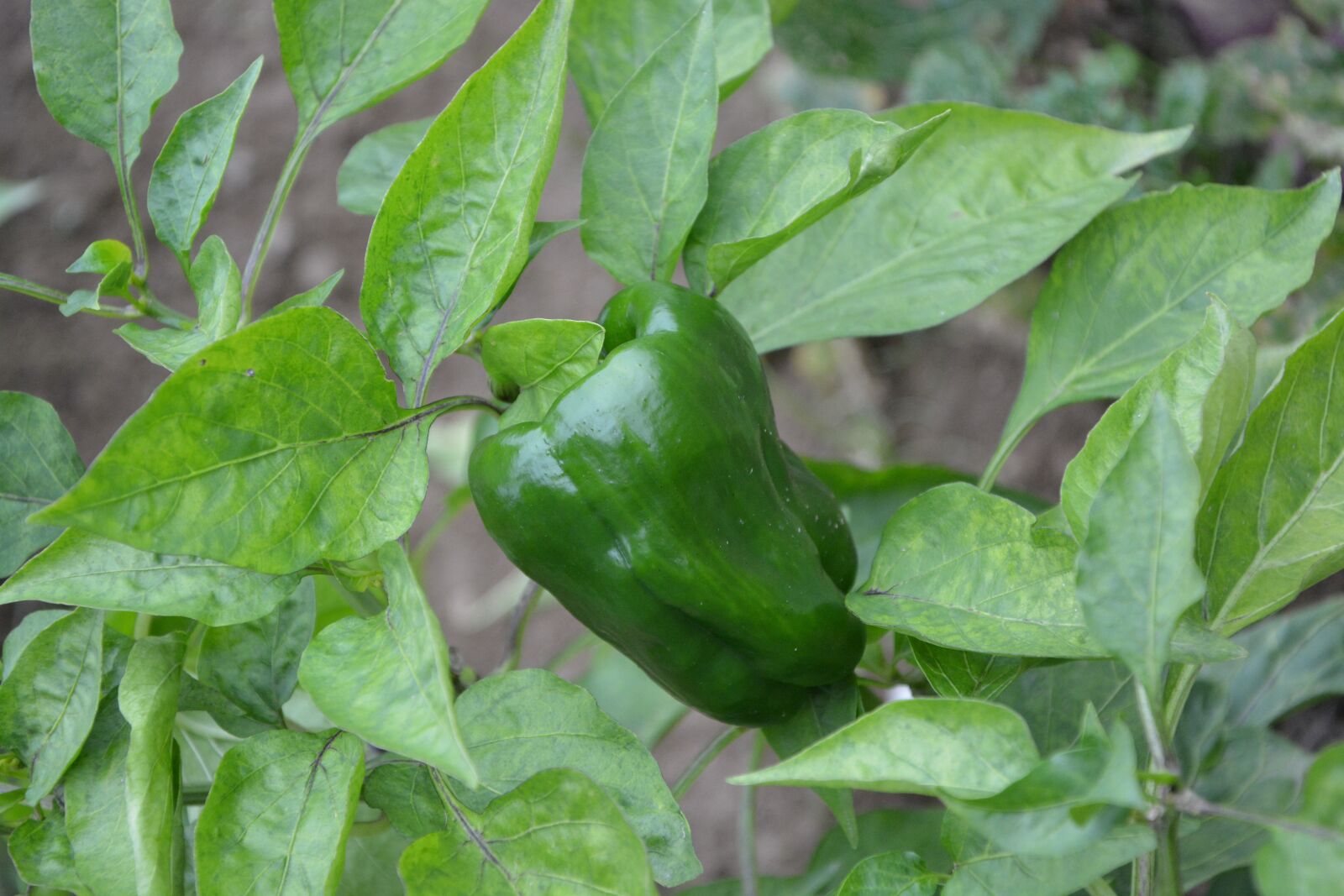 Nikon D5200 sample photo. Pepper, green pepper, green photography