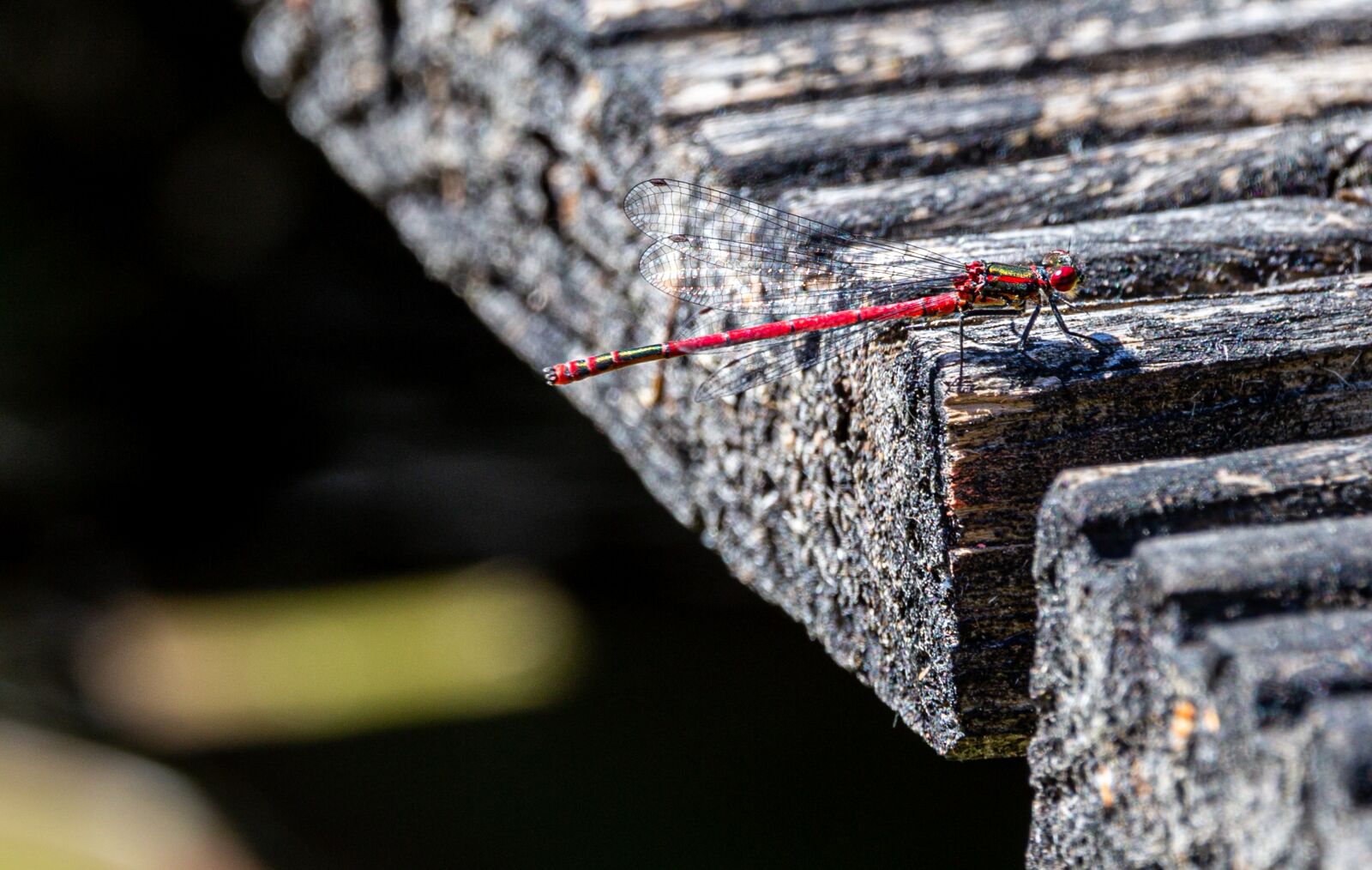 Canon EOS 6D + 150-600mm F5-6.3 DG OS HSM | Contemporary 015 sample photo. Pyrrhosama nymphula, dragonfly, adonis photography