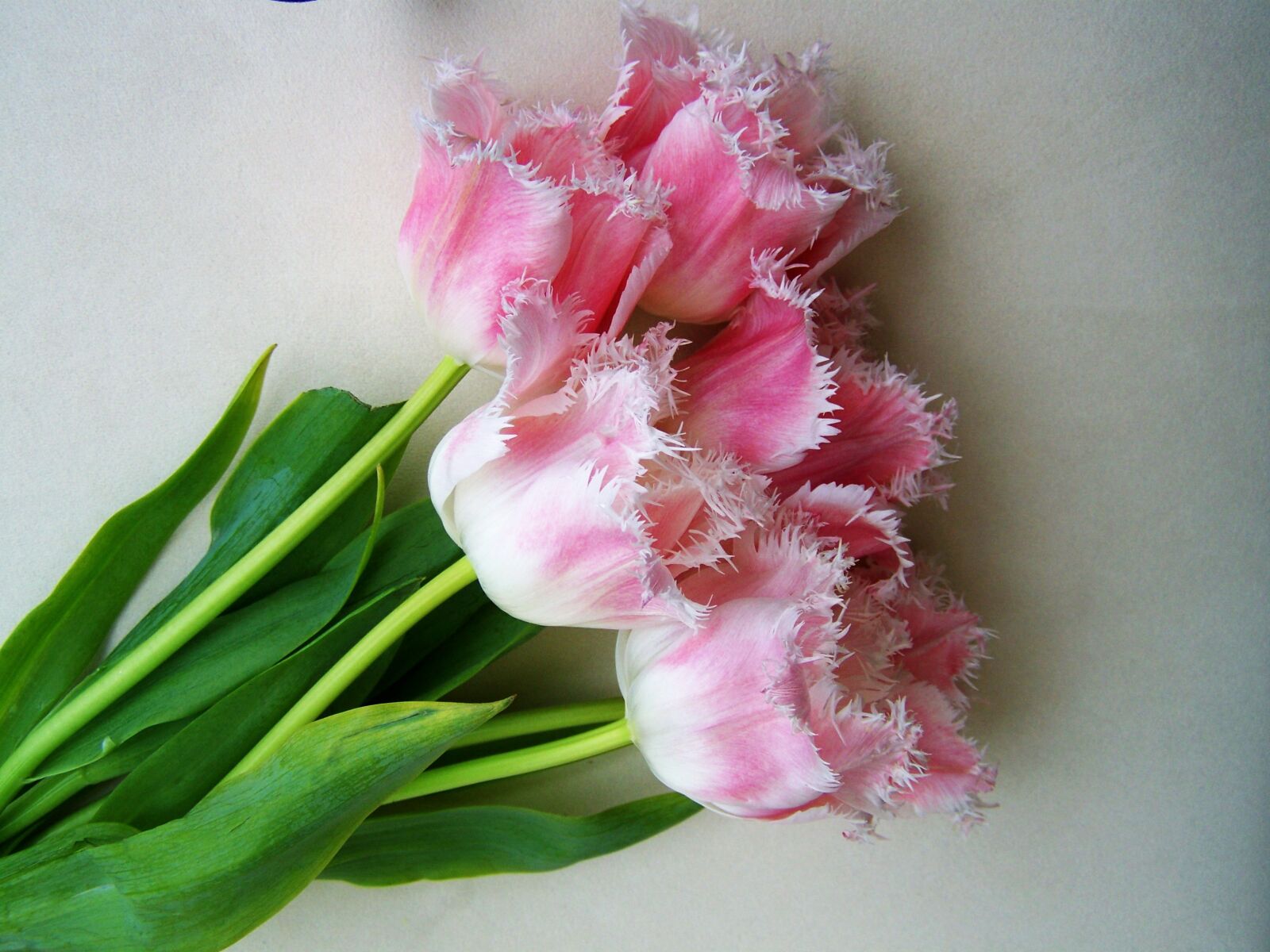 Kodak EASYSHARE ZD710 ZOOM DIGITAL CAMERA sample photo. Tulip bouquet, pale pink photography