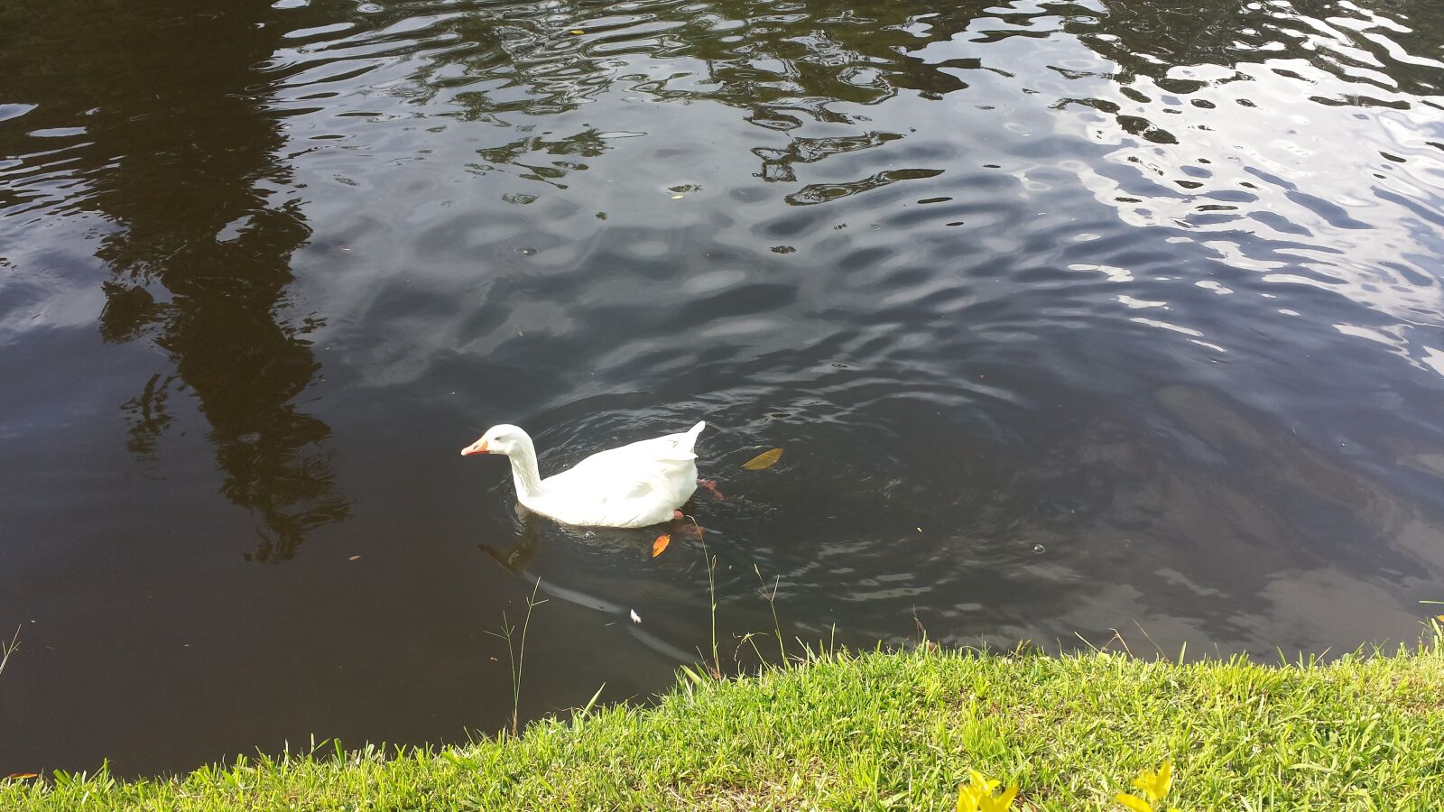Samsung Galaxy S4 sample photo. Pato, en, lago photography