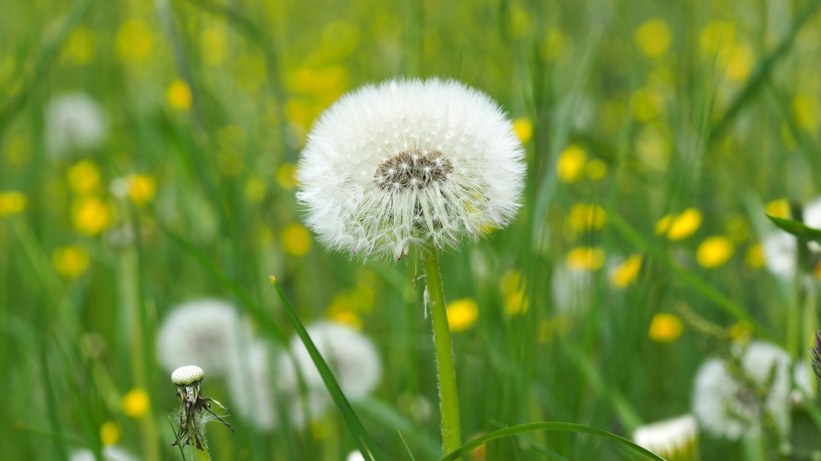 Olympus M.Zuiko Digital ED 60mm F2.8 Macro sample photo. Meadow, plant, grasses photography