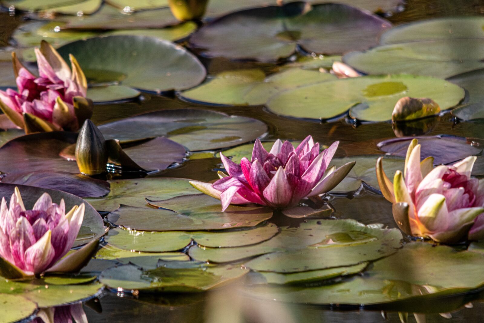 Canon EOS 750D (EOS Rebel T6i / EOS Kiss X8i) sample photo. Water lily, pond, leaves photography