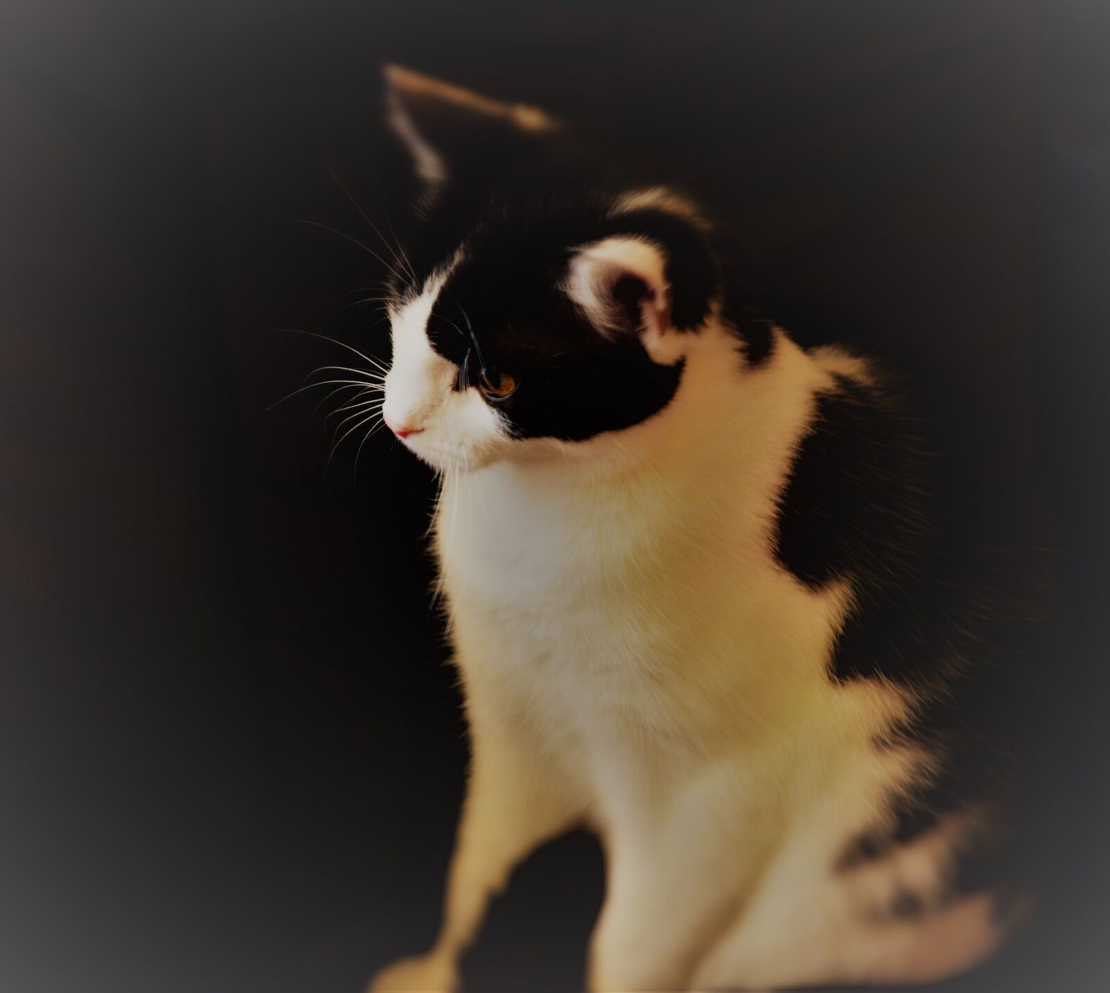 Nikon D5200 sample photo. Close, up, of, cat photography