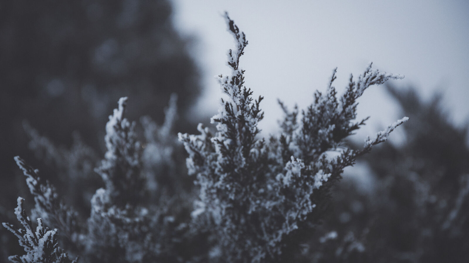 Canon EF 24-70mm F2.8L II USM sample photo. Branch, dusk, nature, sky photography