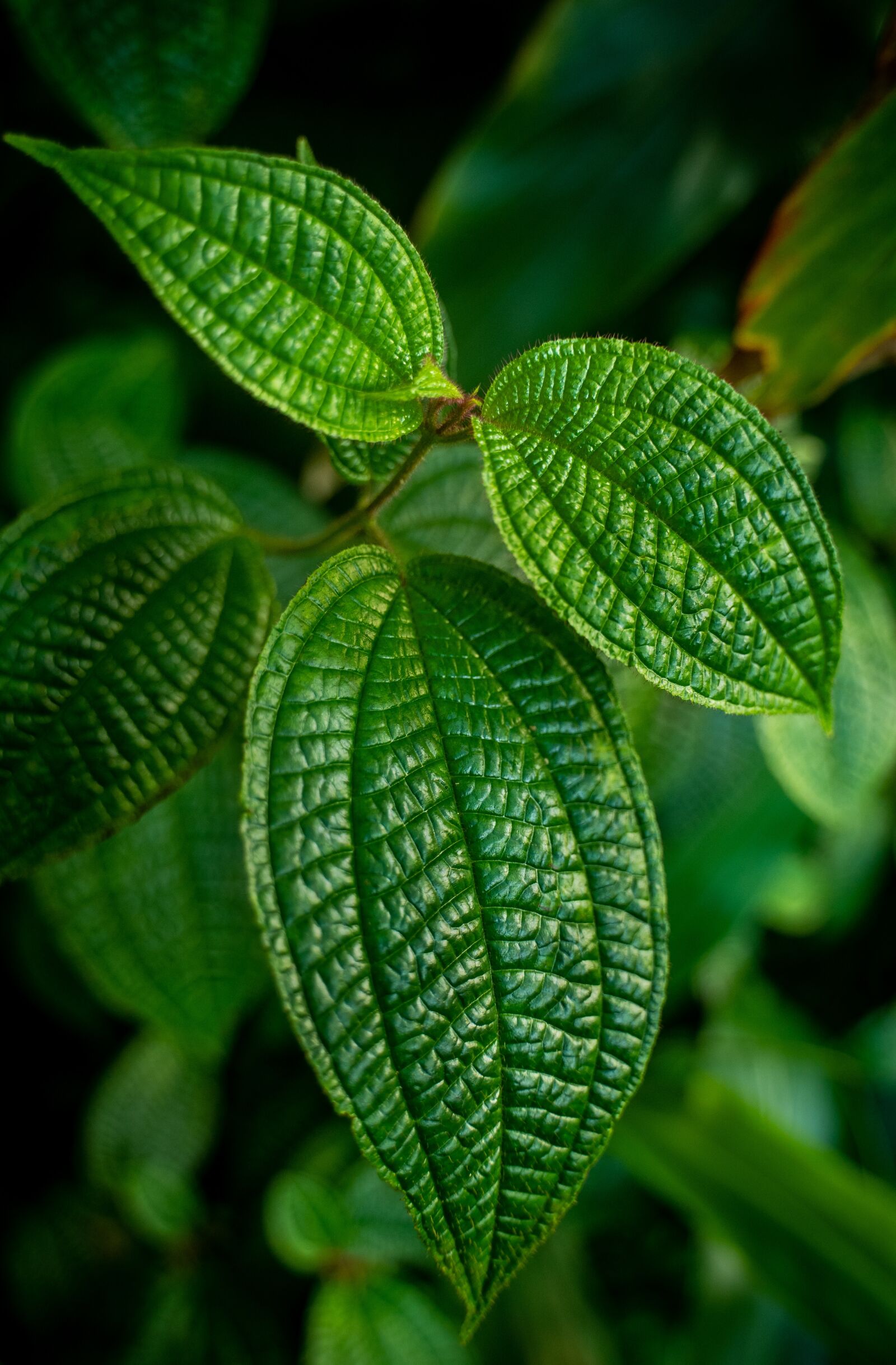 Sony a7 III + Tamron 28-75mm F2.8 Di III RXD sample photo. Leaves, tree, leaf photography