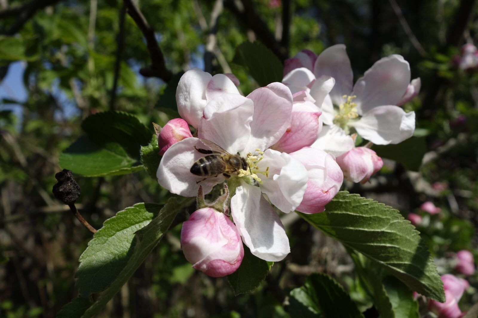 Sony Cyber-shot DSC-RX100 sample photo. Apple blossom, bees, apple photography
