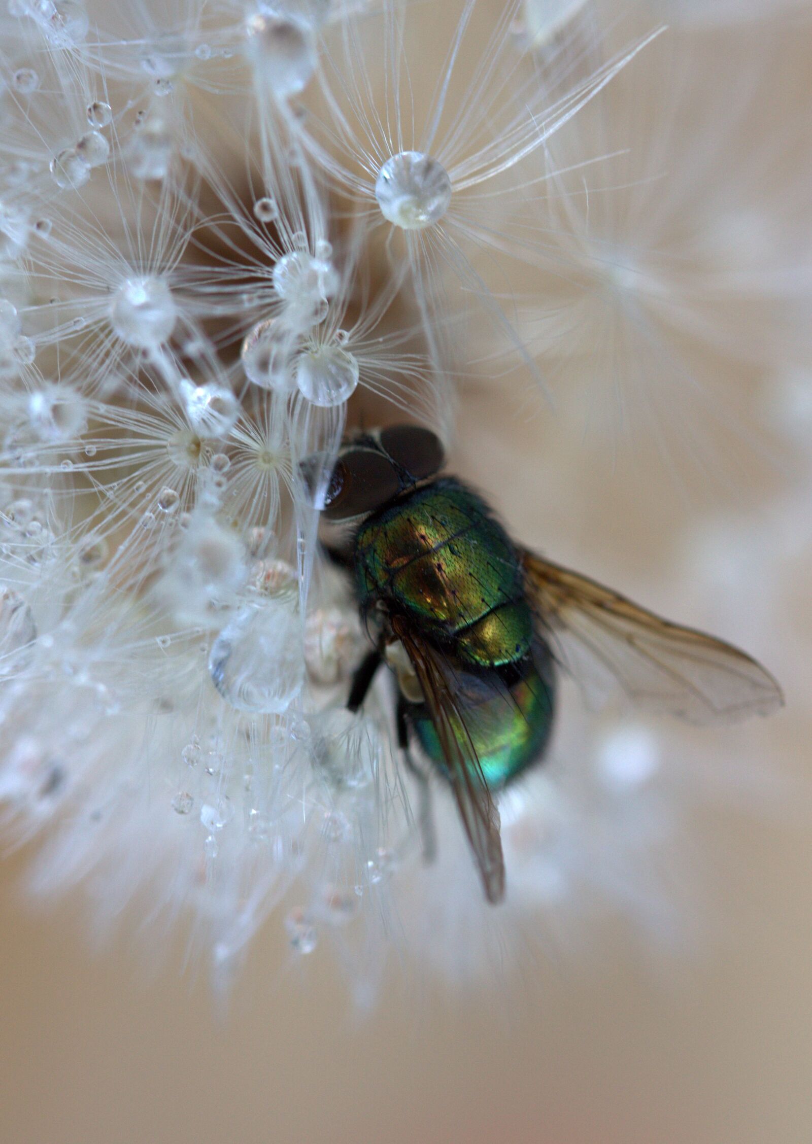 Canon EF-S 60mm F2.8 Macro USM sample photo. Fly, dandelion, drops photography