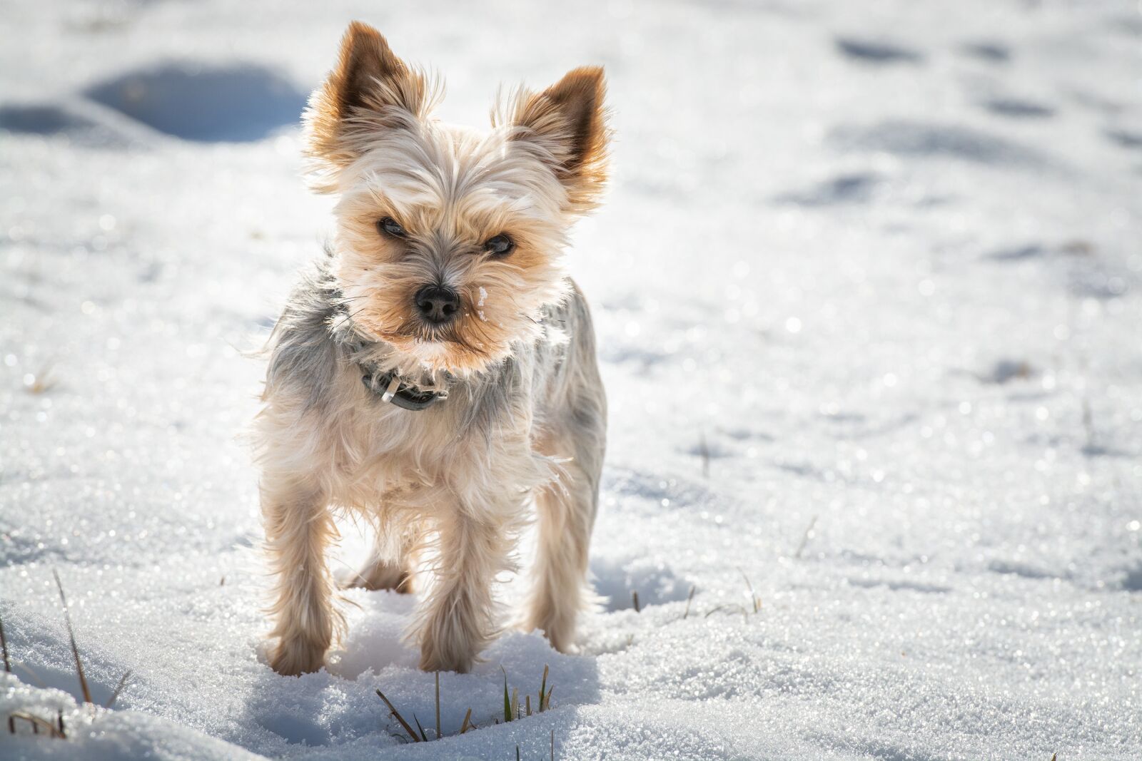 Nikon D7100 sample photo. Dog, snow, winter photography