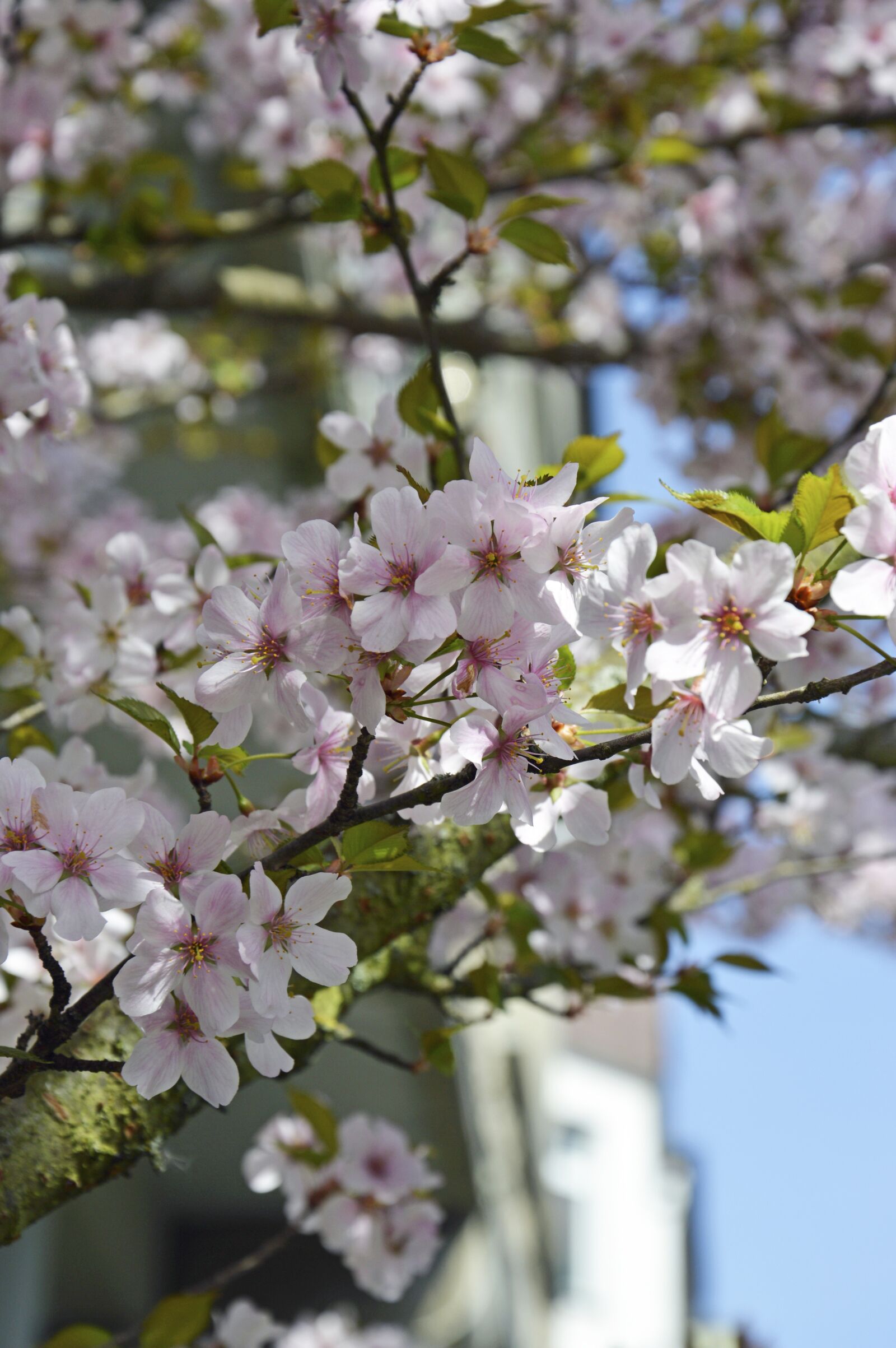 Nikon D3200 sample photo. Cherry blossoms, flowers, pink photography