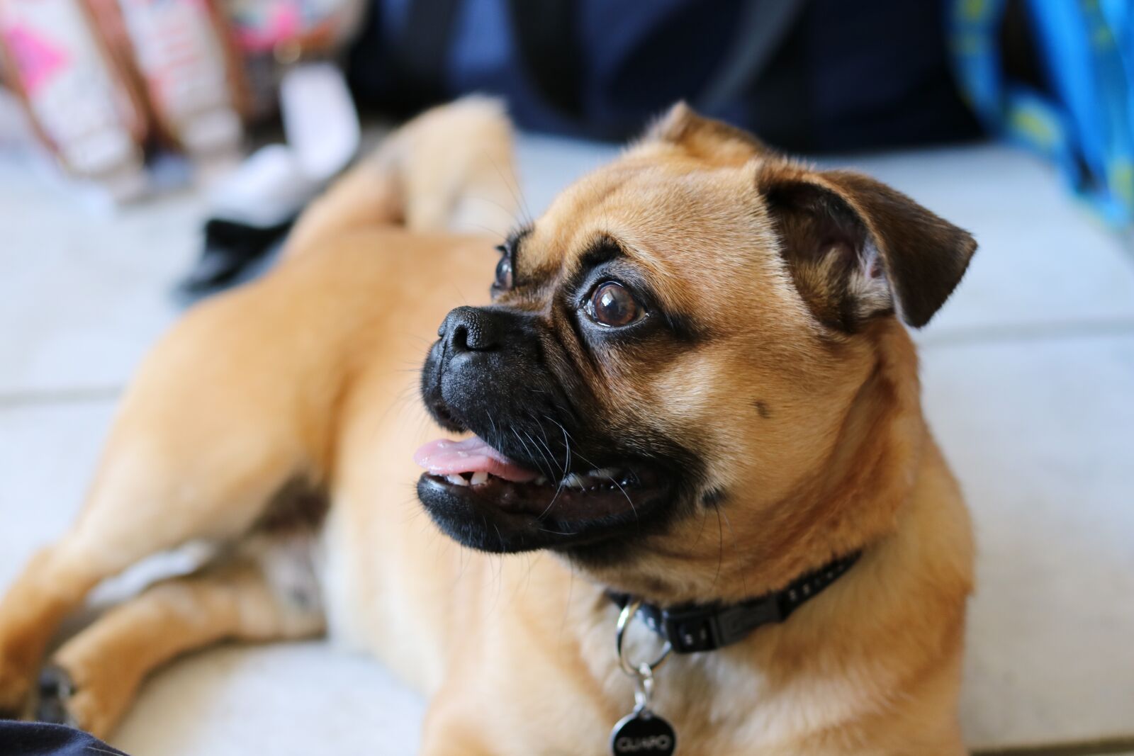 Canon EOS 750D (EOS Rebel T6i / EOS Kiss X8i) sample photo. Dog, pets, small photography