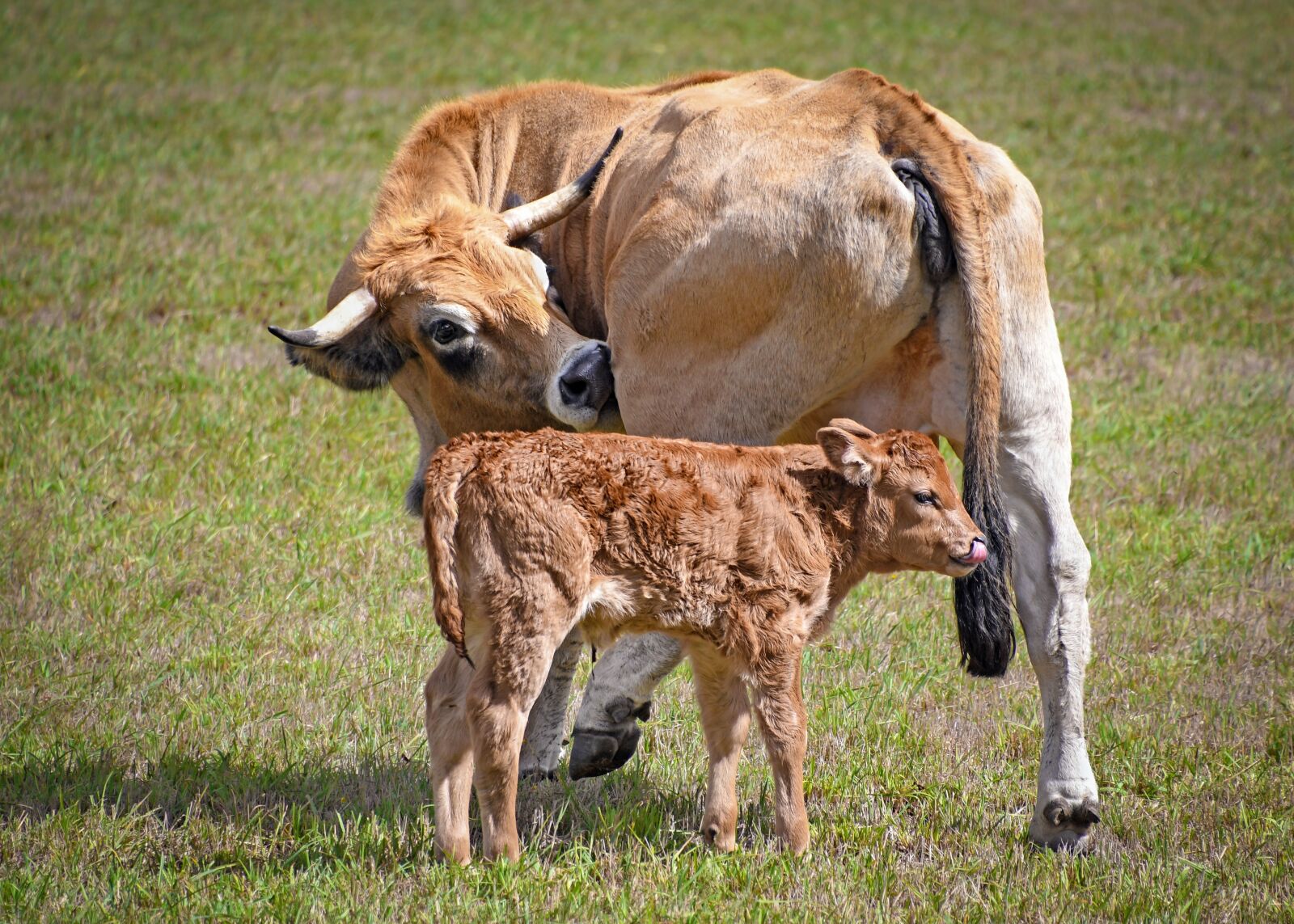 Nikon D500 sample photo. Cow, calf, aubrac photography
