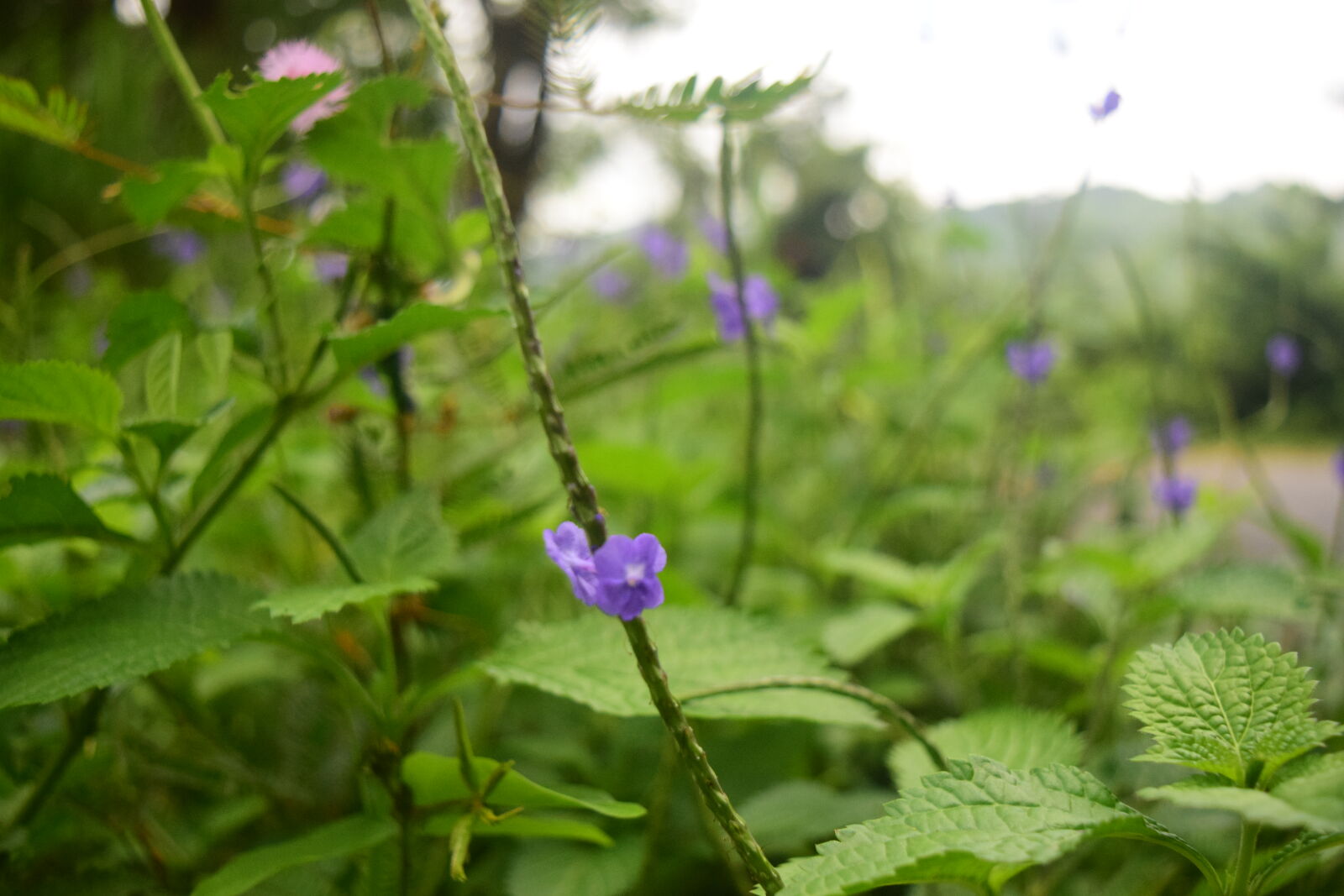 Nikon D3300 sample photo. Blue, flower photography