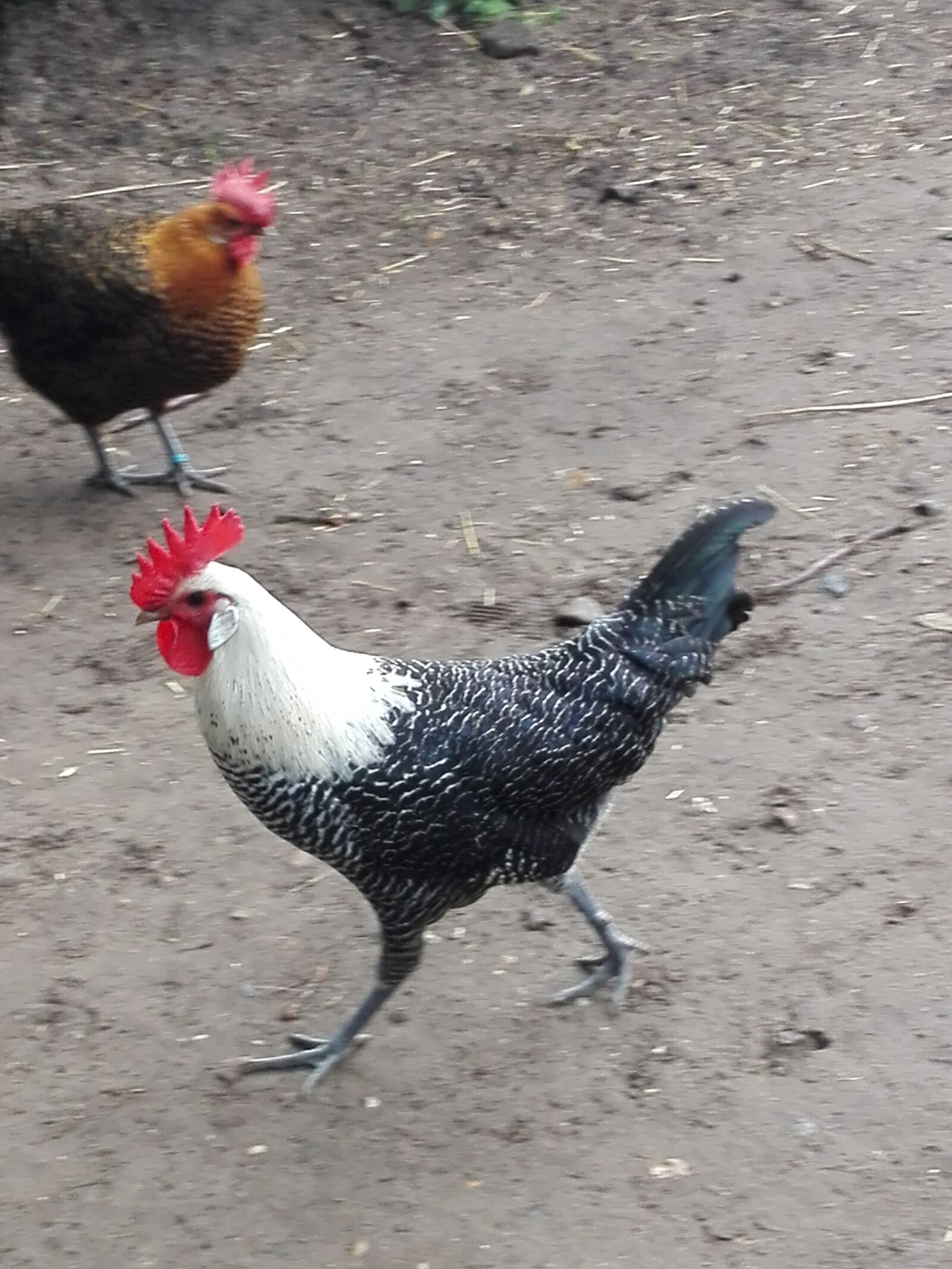 HUAWEI P8 Lite sample photo. Haan, chicken, poultry photography