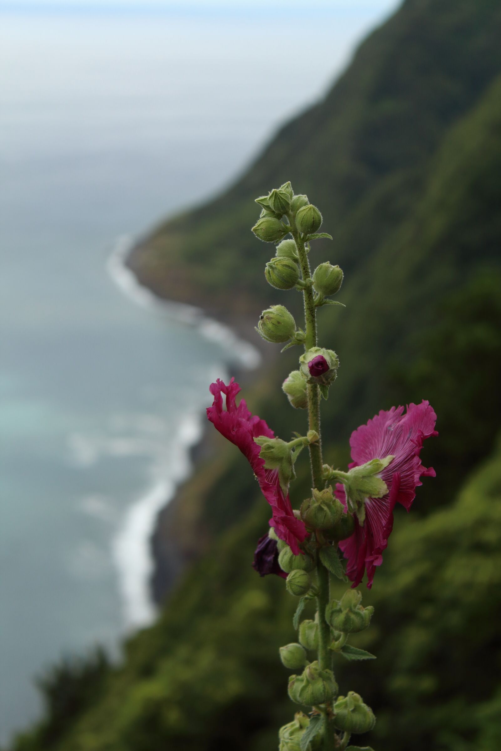 Canon EOS 1300D (EOS Rebel T6 / EOS Kiss X80) sample photo. Mountain, flower, landscape photography