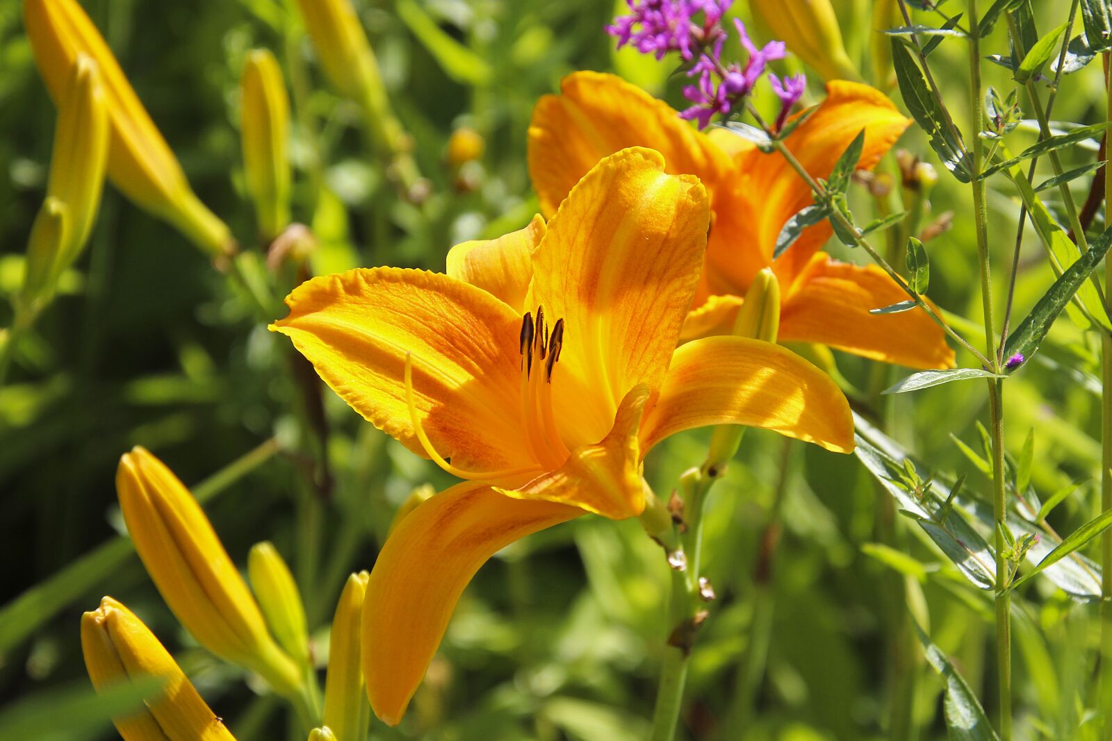 Canon EOS 700D (EOS Rebel T5i / EOS Kiss X7i) sample photo. Lily, plant, flower photography