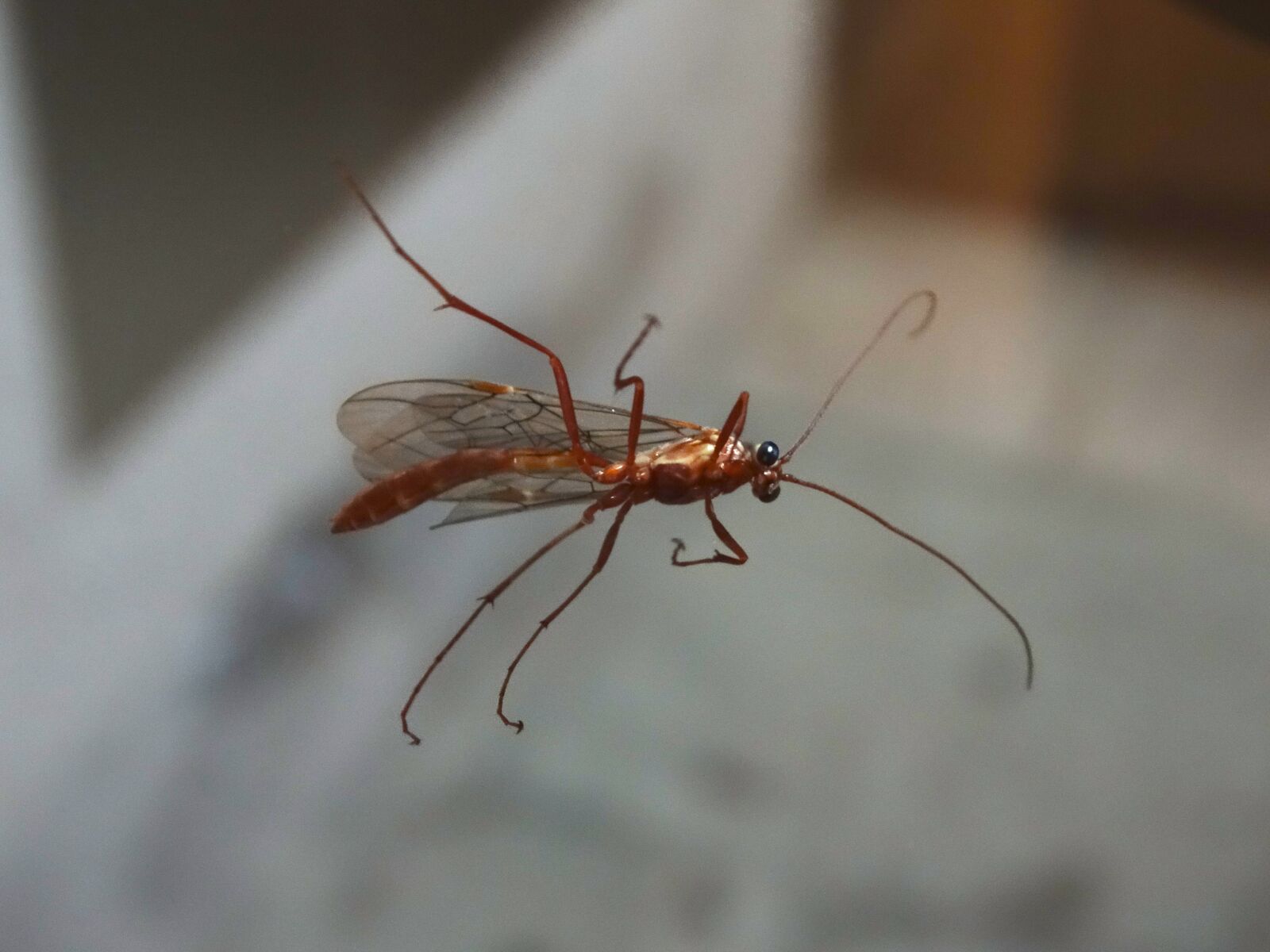 Sony Cyber-shot DSC-HX300 sample photo. Insect, wing, probe photography