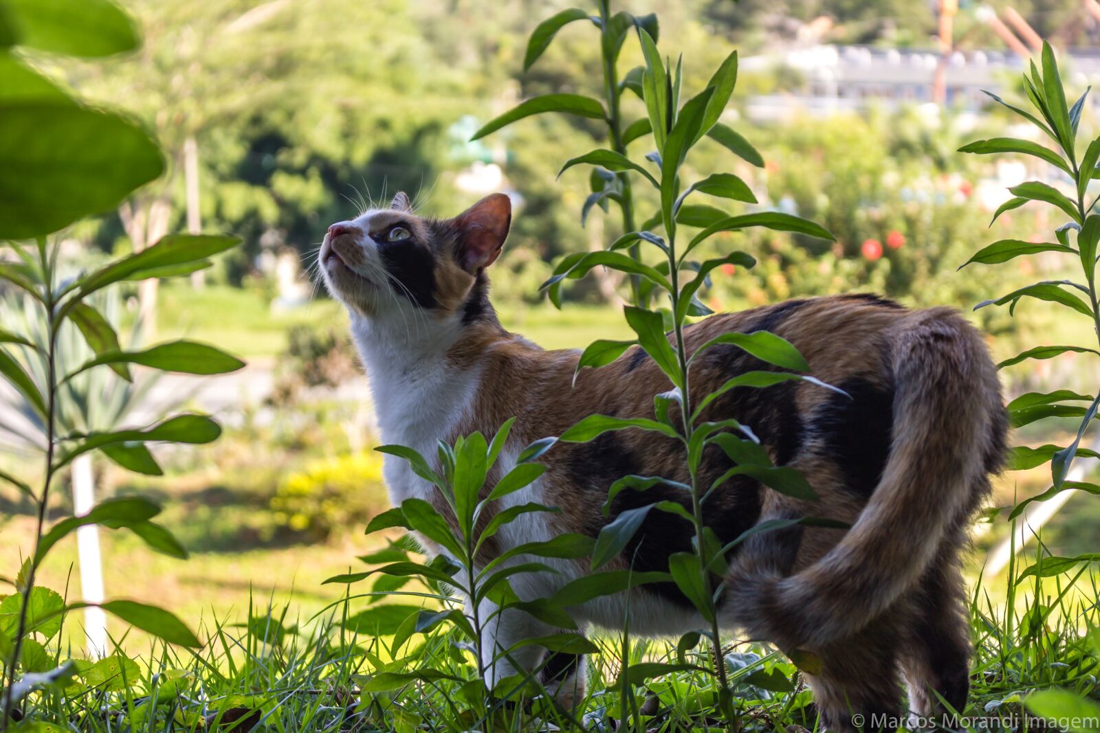 Canon EOS 1200D (EOS Rebel T5 / EOS Kiss X70 / EOS Hi) + Canon EF-S 18-55mm F3.5-5.6 IS STM sample photo. Cat, feline, animal photography