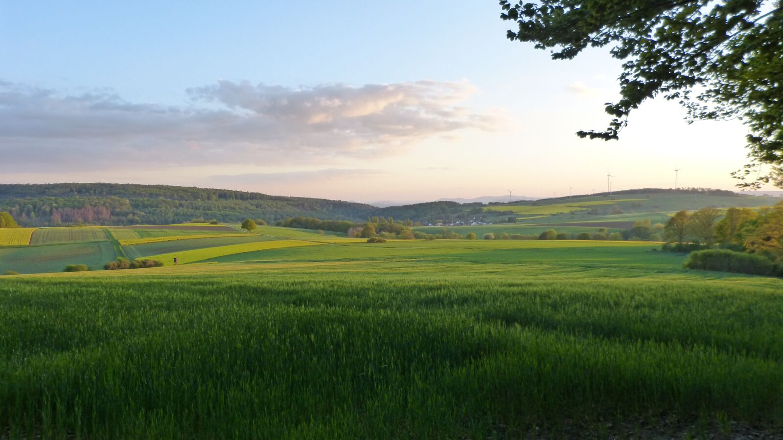 Panasonic DMC-FZ62 sample photo. Crop, wheat, agriculture photography