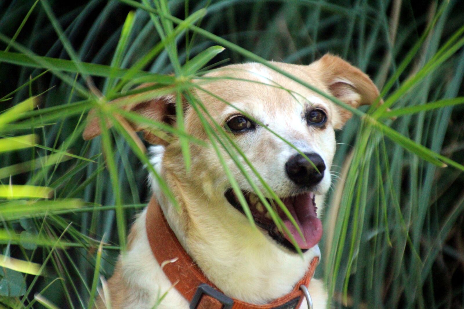 Canon EOS 700D (EOS Rebel T5i / EOS Kiss X7i) sample photo. Dog in the grass photography