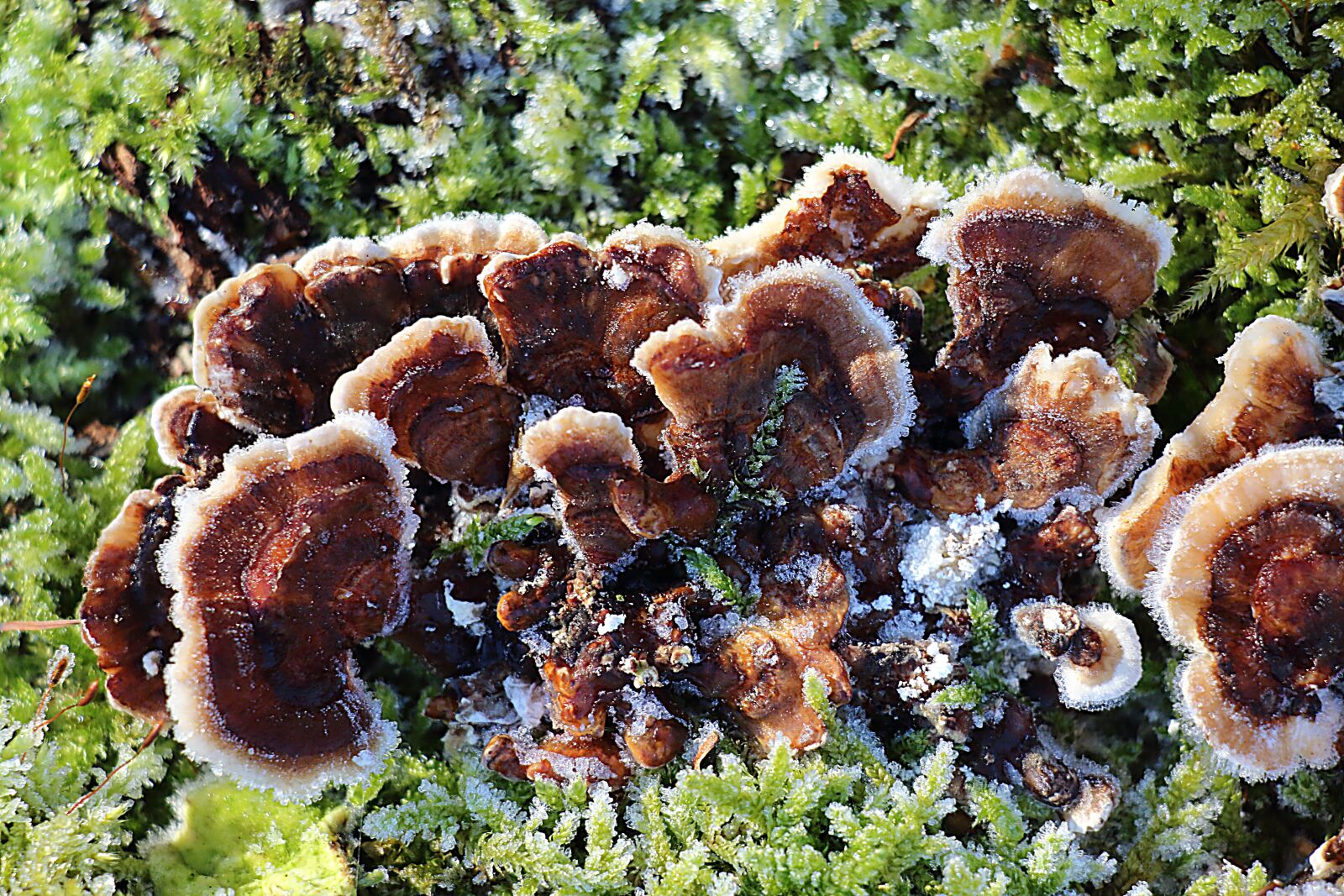 Canon EOS 700D (EOS Rebel T5i / EOS Kiss X7i) sample photo. Mushrooms, moss, forest photography