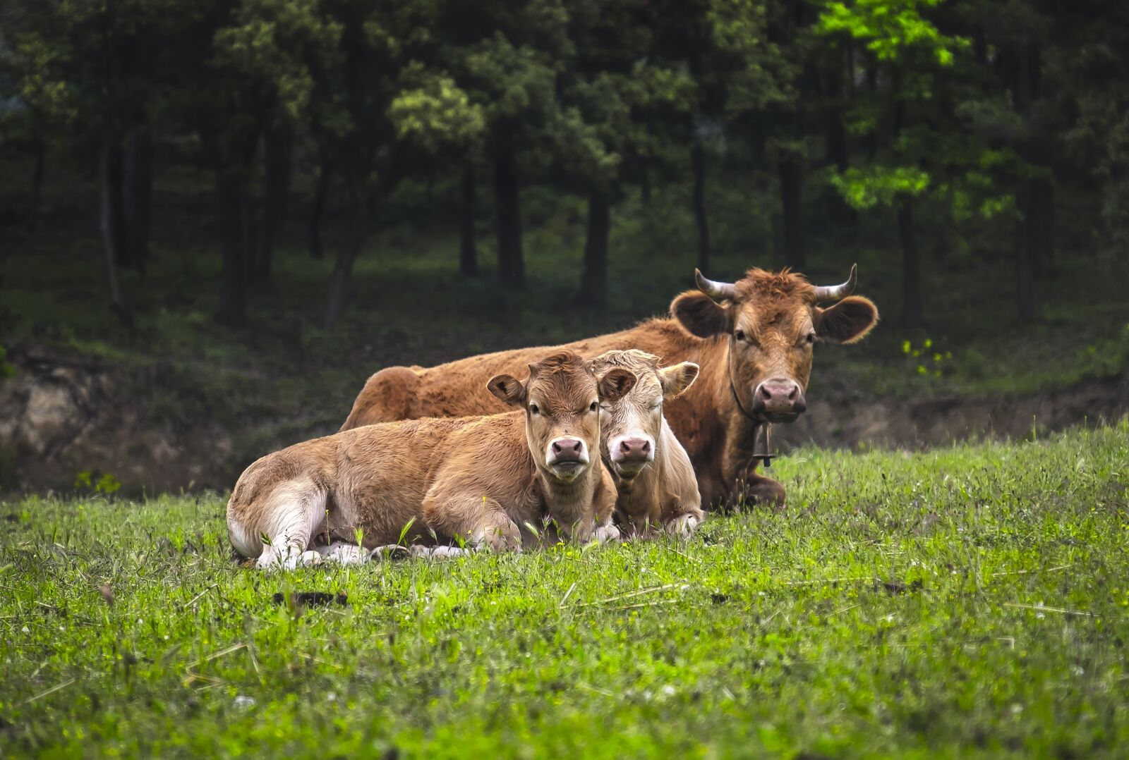 Fujifilm XF 18-135mm F3.5-5.6 R LM OIS WR sample photo. Cows, family, animals photography