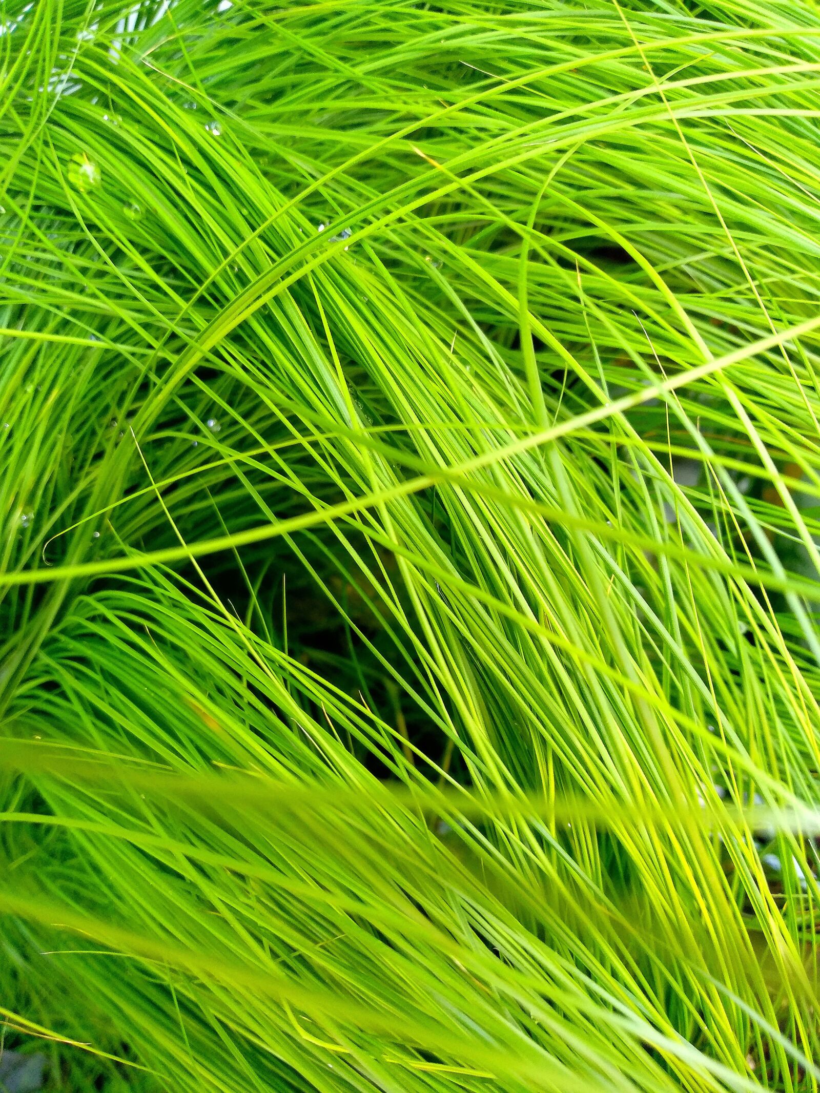 Xiaomi Redmi 5 Plus sample photo. Grass, plant, rush photography