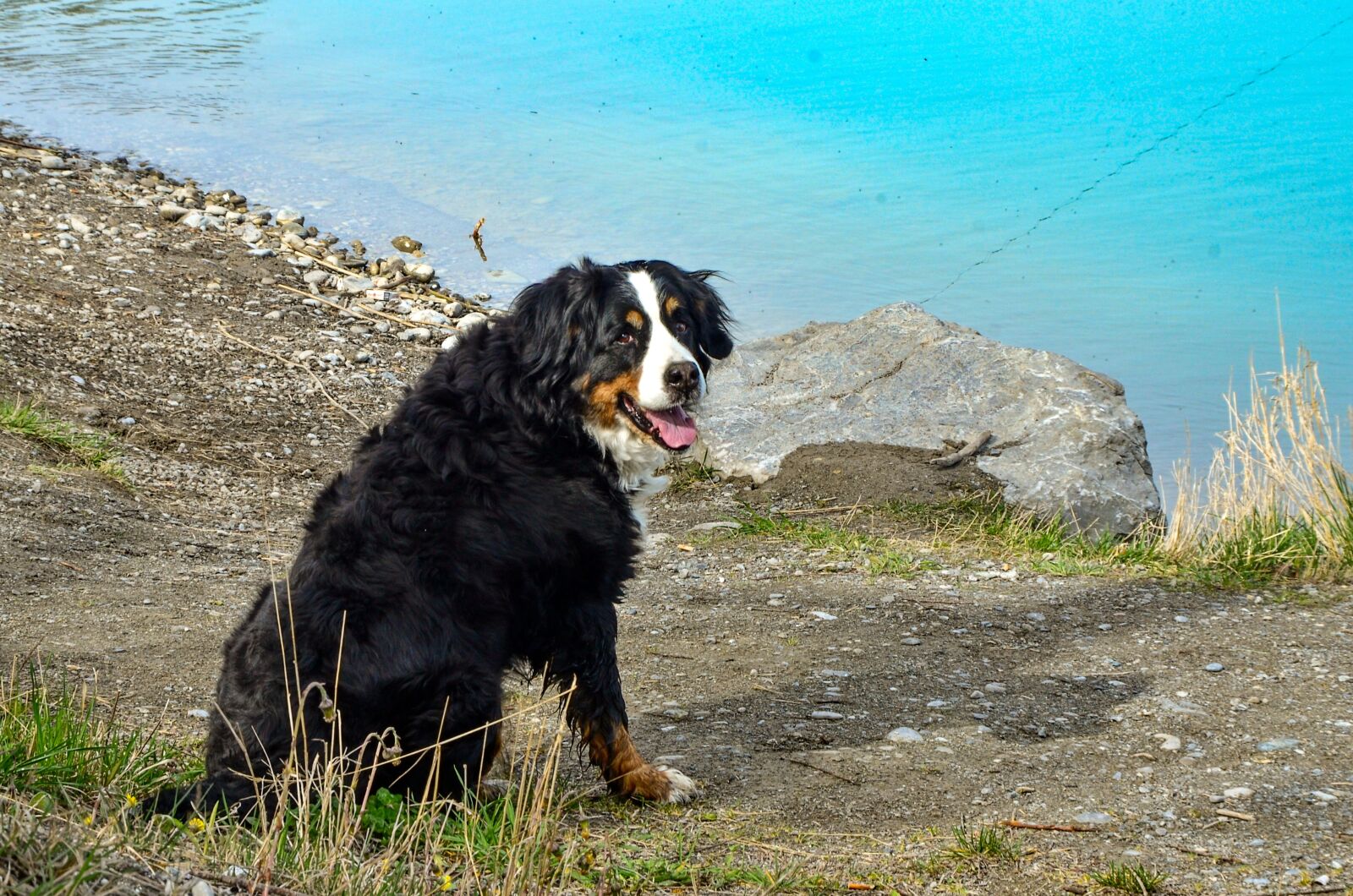 Nikon D7000 sample photo. Dog, lake, water photography