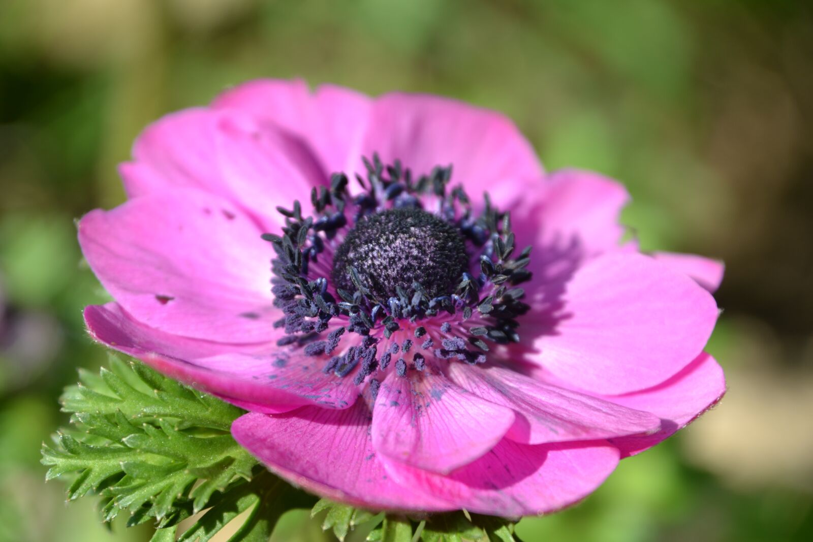 Nikon D3100 sample photo. Shrub, perennials greenhouse, flower photography