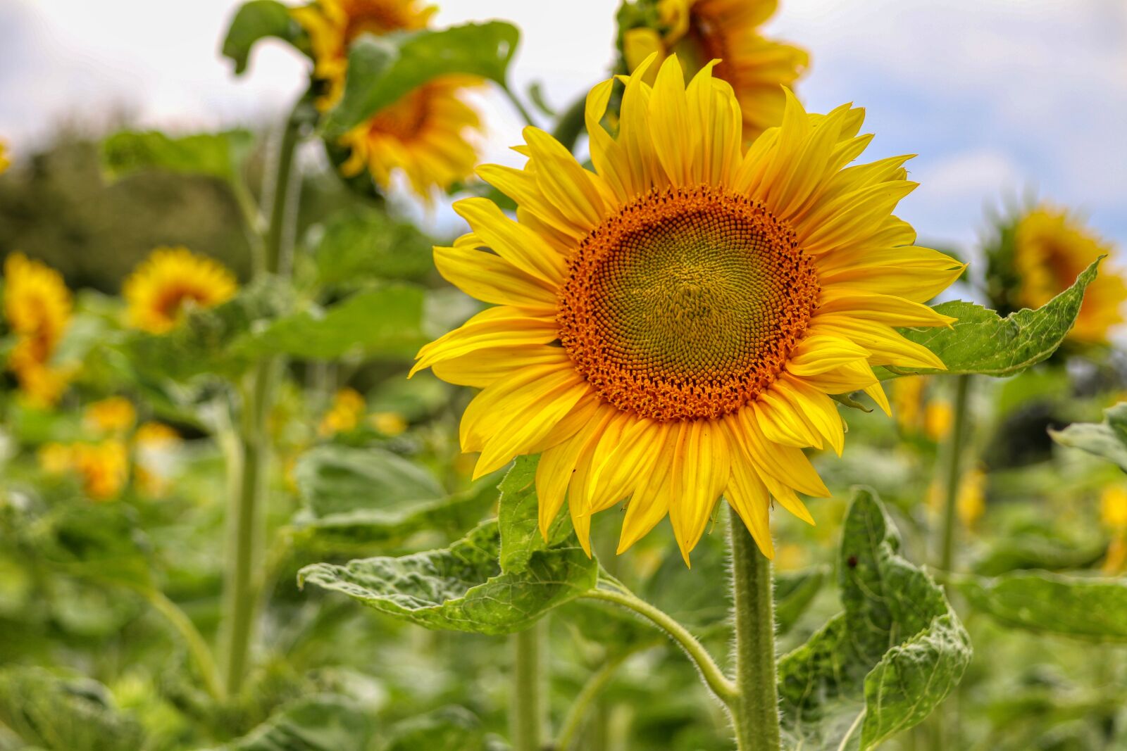 Canon EOS 80D sample photo. Sunflower, field, yellow photography