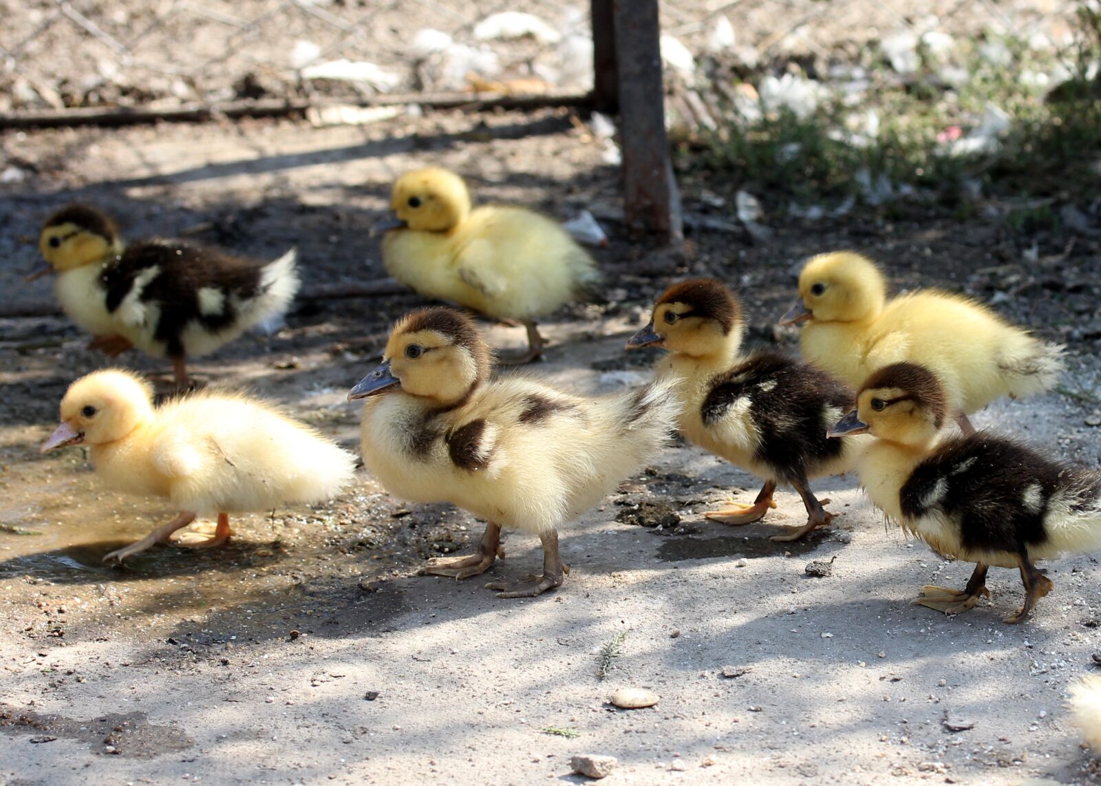 Canon EF-S 60mm F2.8 Macro USM sample photo. Duckling, fluffy, cute photography