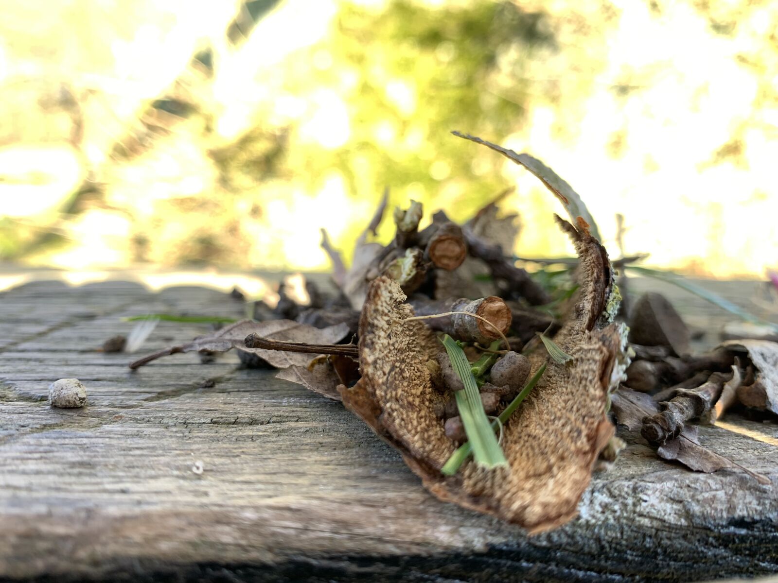 iPhone XS back dual camera 4.25mm f/1.8 sample photo. Leaves, garnish, brown photography
