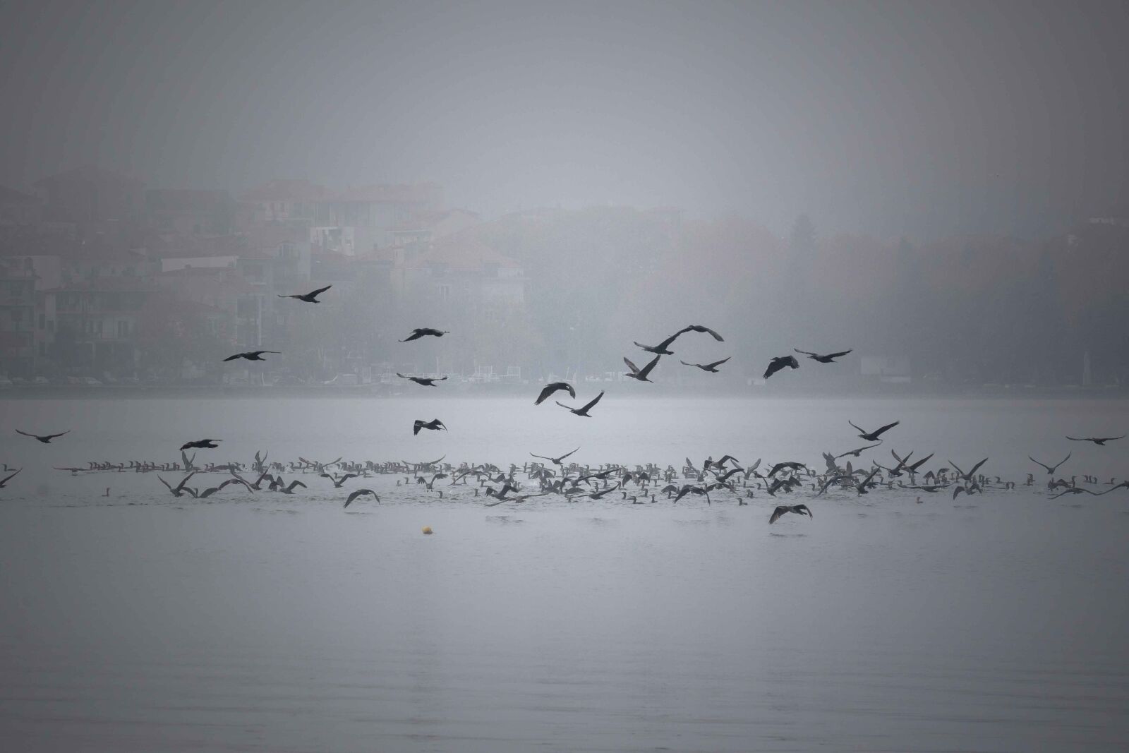 Nikon D7200 sample photo. Lake, birds, fog photography