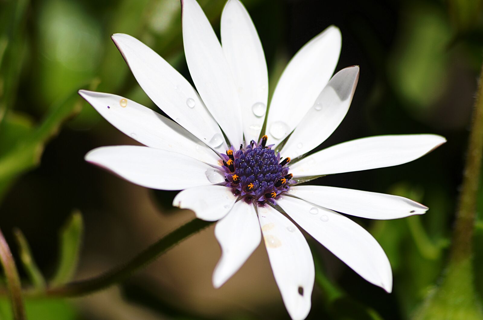 Nikon D5100 sample photo. Marguerite, flower, spring photography