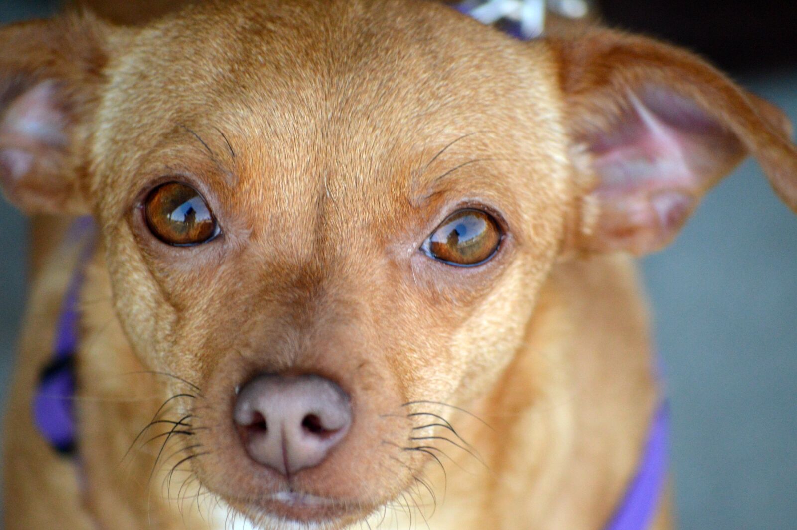Nikon D3200 sample photo. Dog, chiweenie, portrait photography