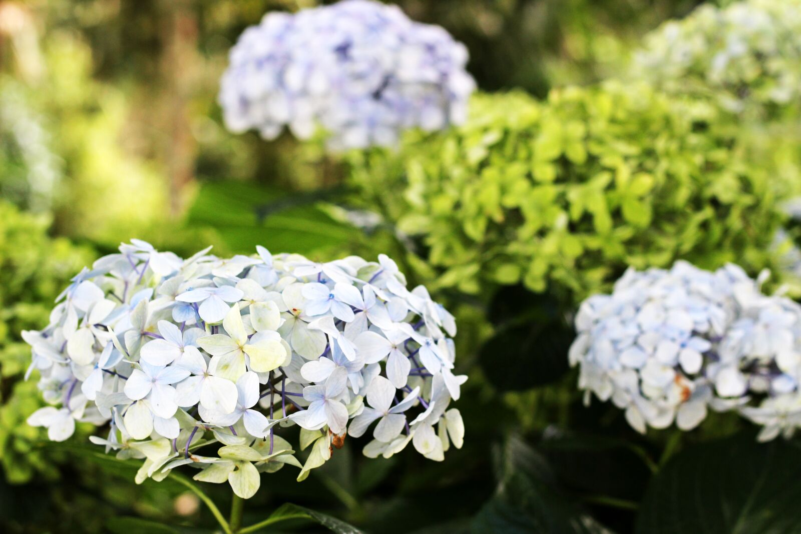 Canon EOS 600D (Rebel EOS T3i / EOS Kiss X5) + Canon EF 50mm F1.8 II sample photo. Nature, flower, flora photography