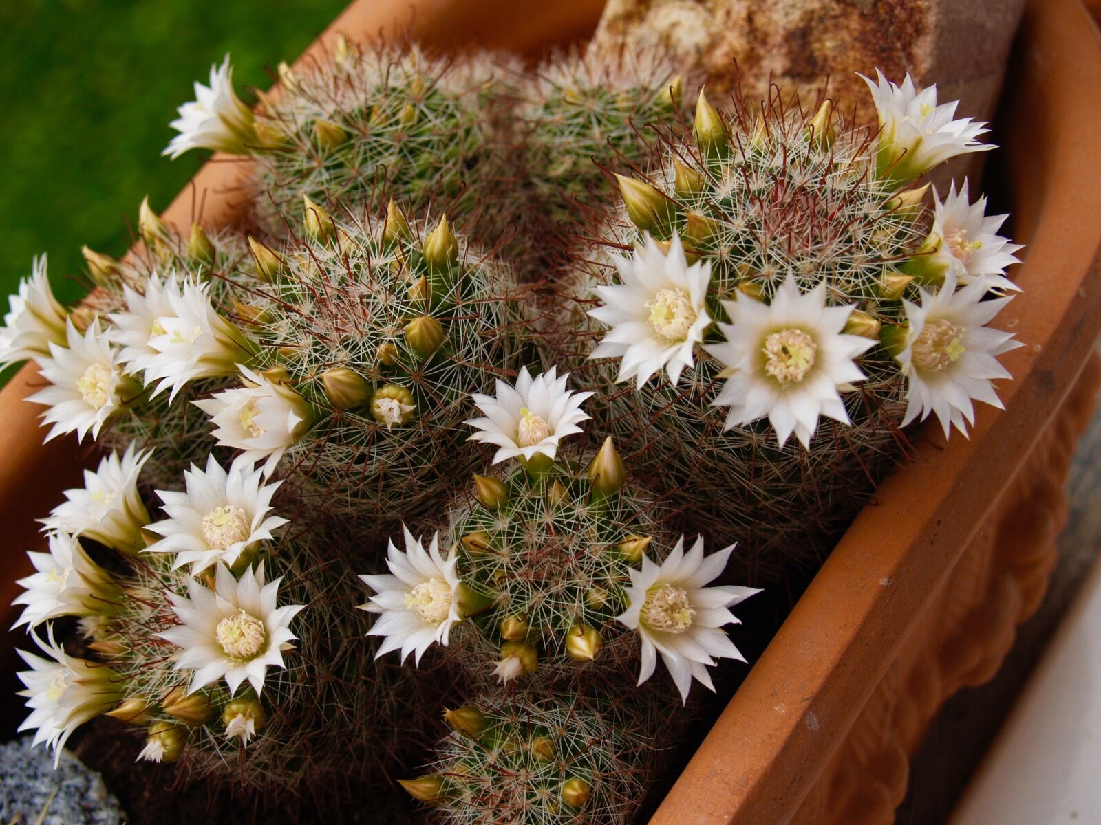 Olympus E-300 (EVOLT E-300) sample photo. Cactus, nature, bloom photography