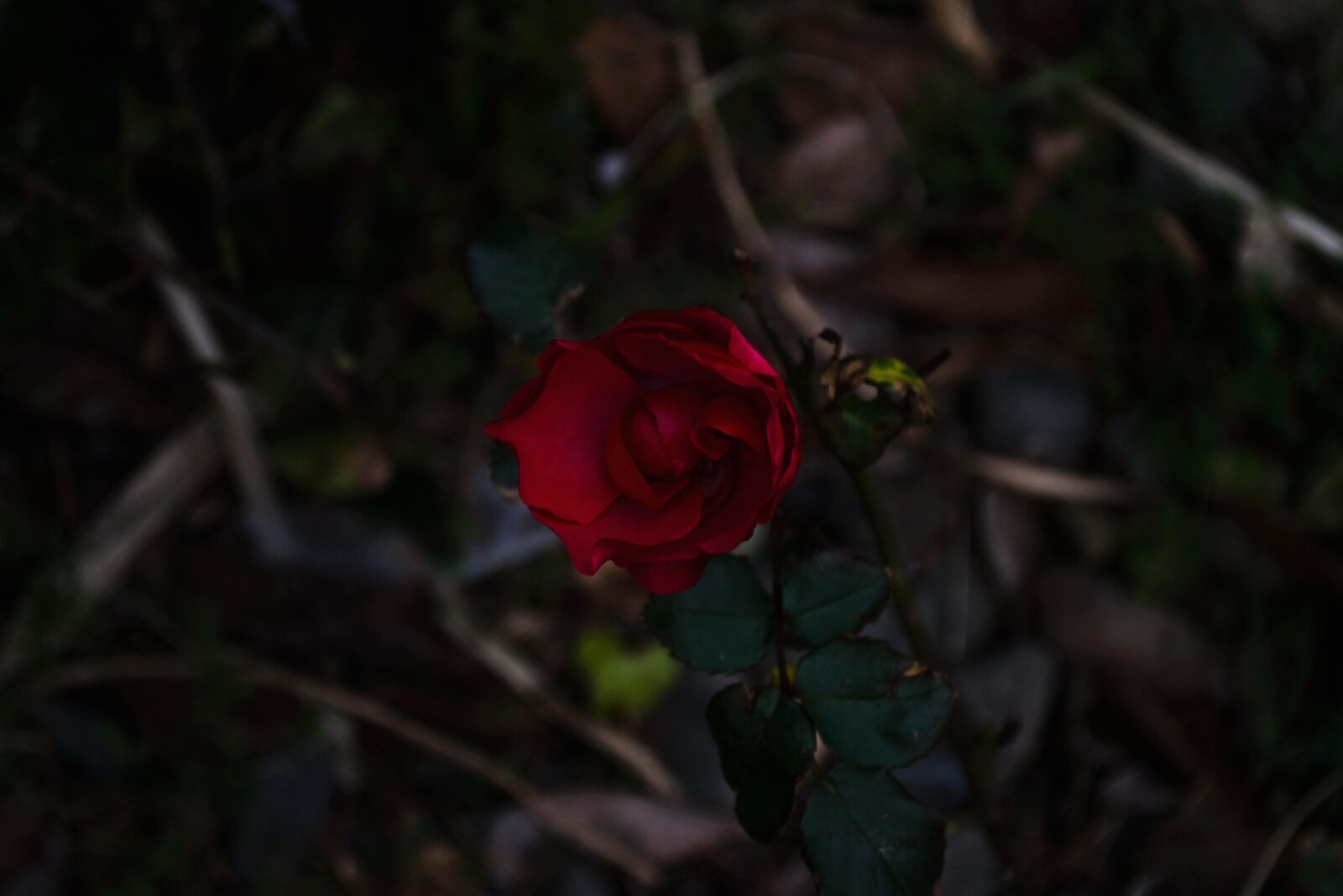 Nikon D5200 sample photo. Red rose, flower, nature photography