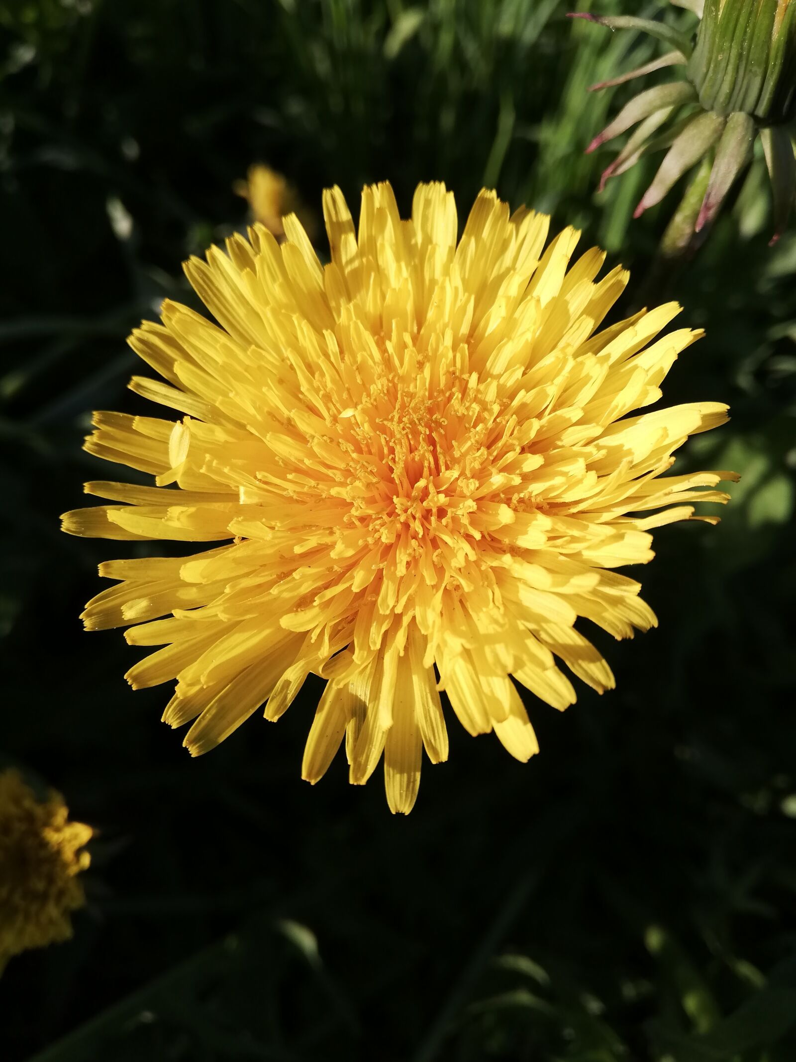 HUAWEI P20 lite sample photo. Daisy, yellow, flower photography