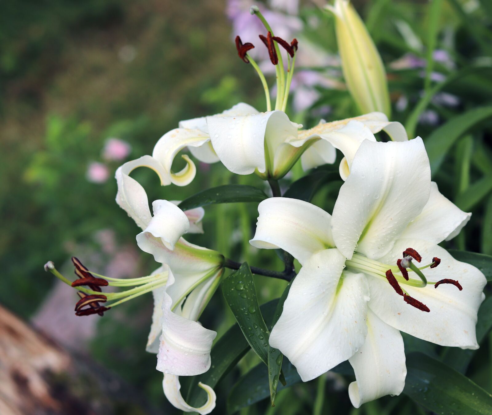 Canon EOS 200D (EOS Rebel SL2 / EOS Kiss X9) sample photo. Puulilja, wood lily, flower photography