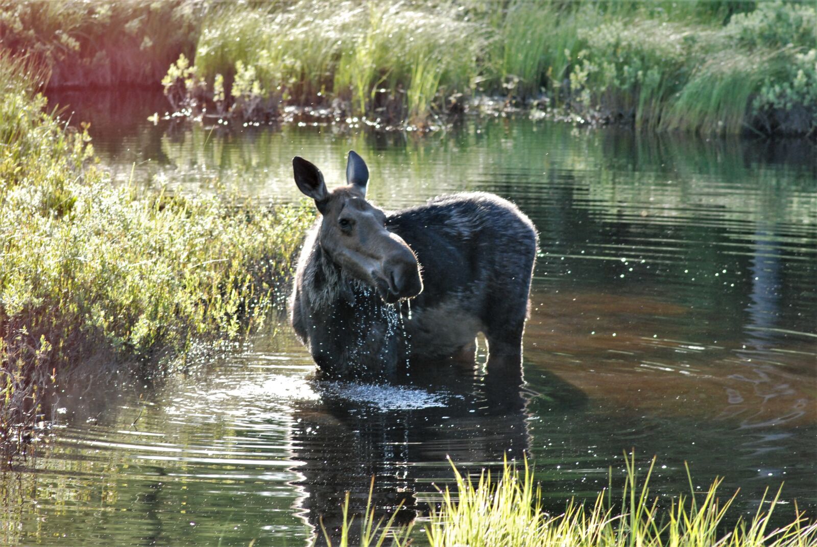 Nikon D80 sample photo. Soaking wet, swish, attention photography